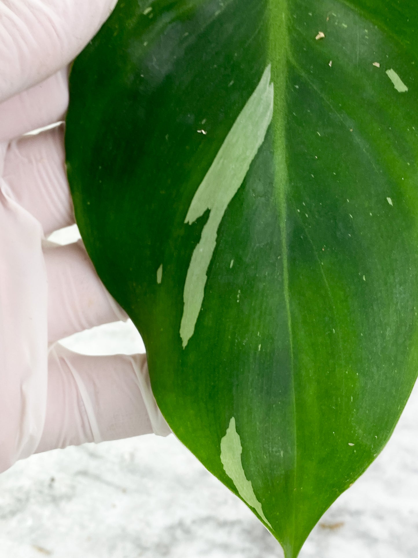 Grower Choice: Philodendron White Wizard Slightly Rooted Cutting.