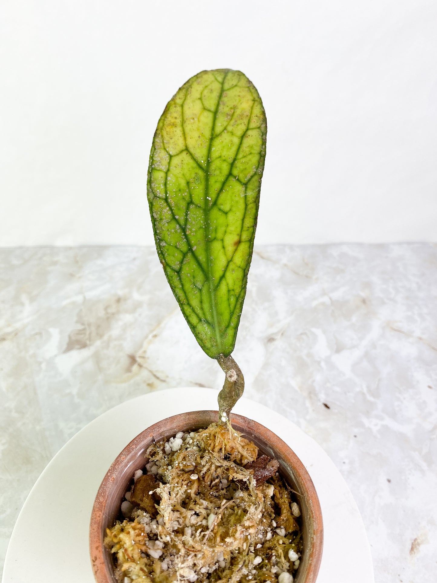 Hoya Tanggamus 1 leaf Rooted
