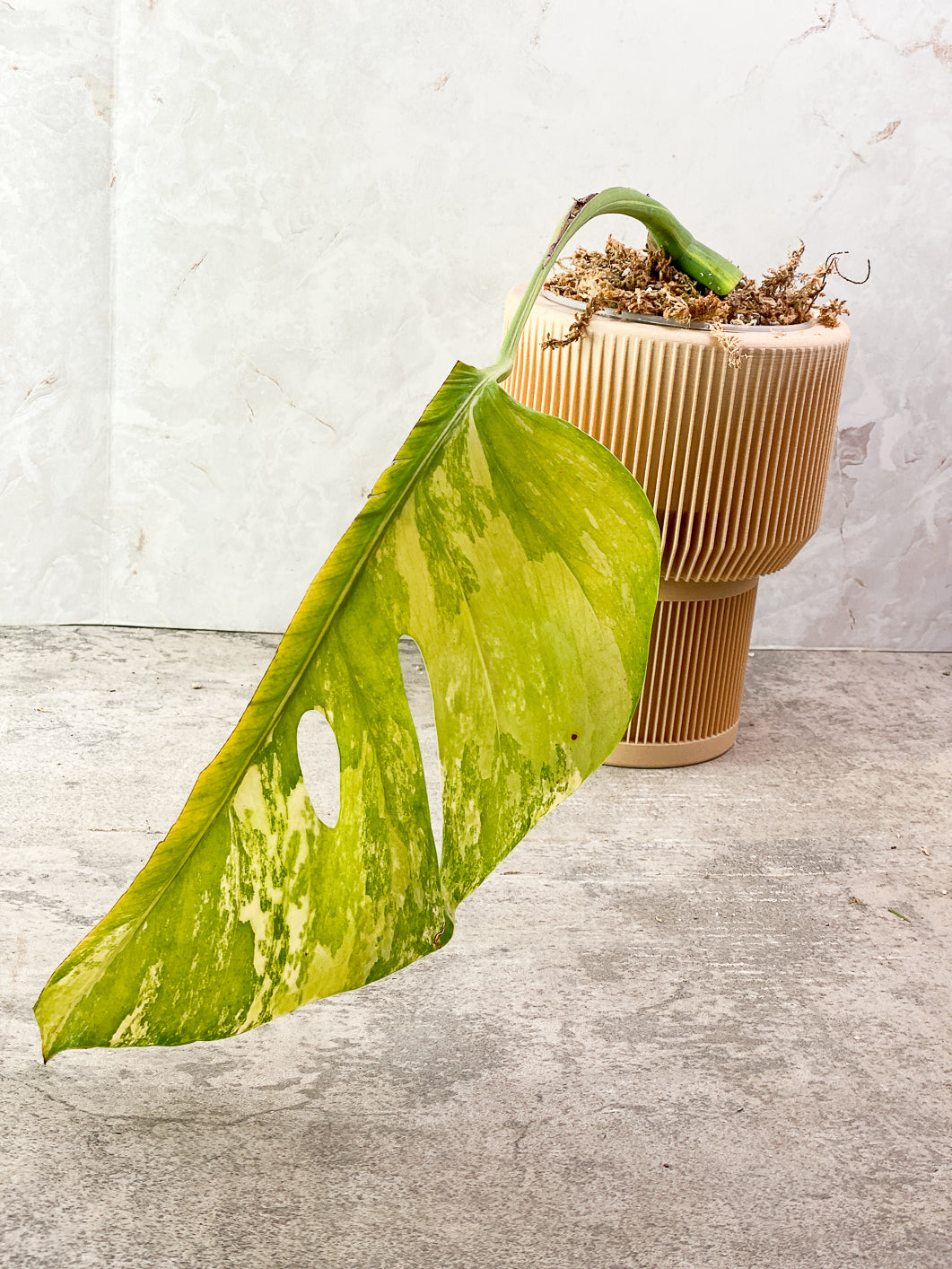 Monstera aurea tricolor 1 leaf  rooted in moss
