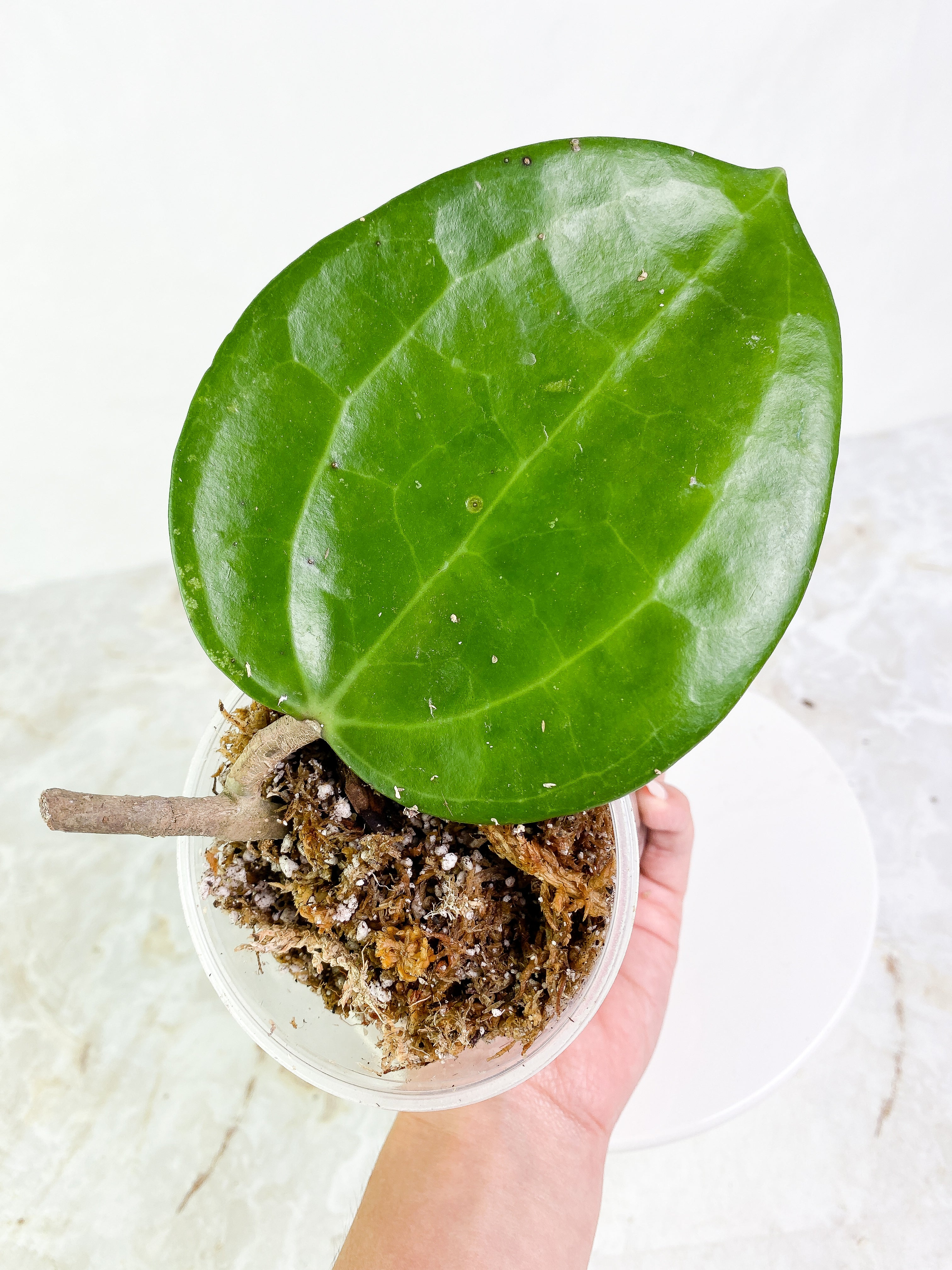 Dinner plate hoya huge leaf Slightly Rooted 6" leaf