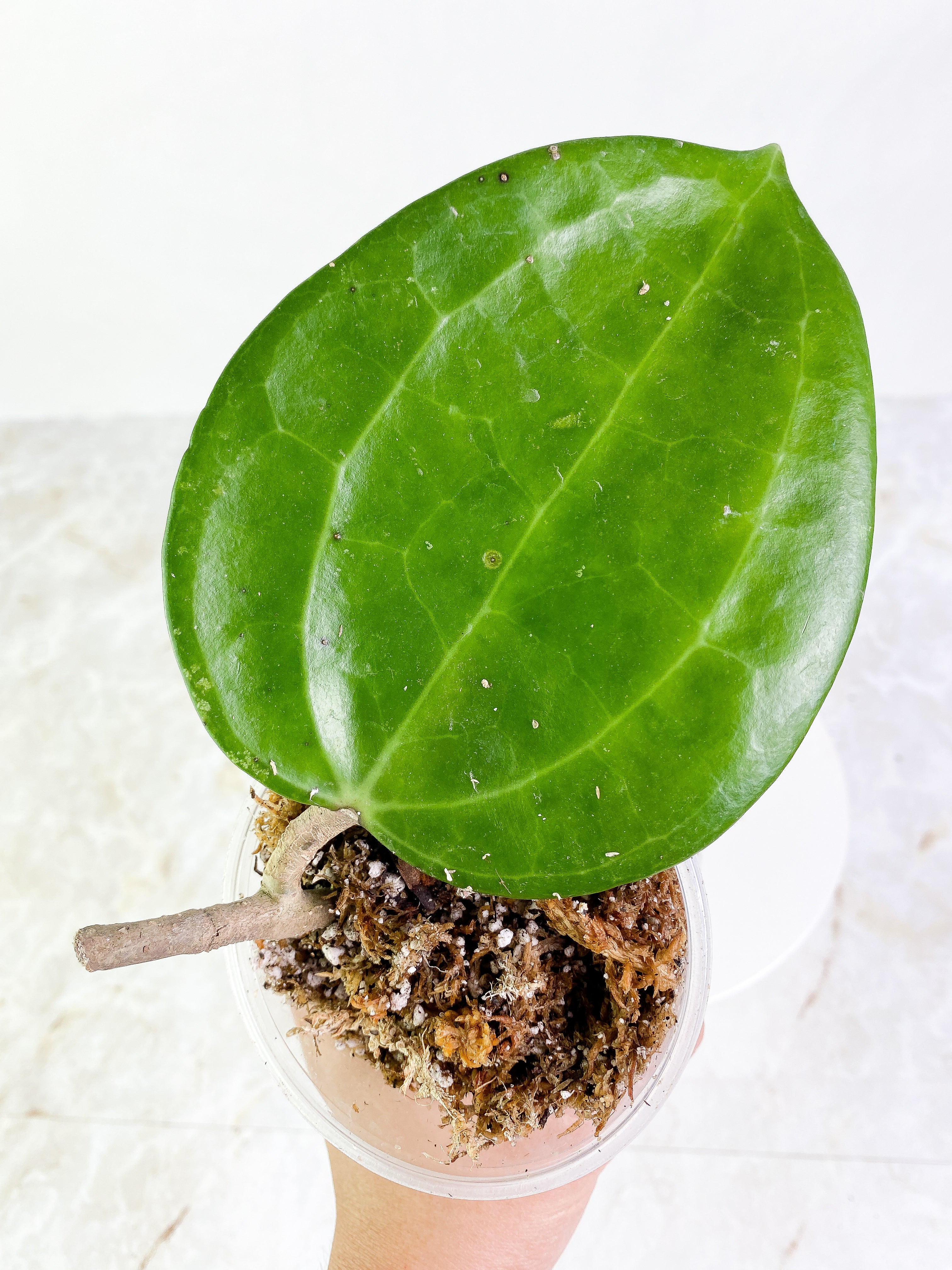 Dinner plate hoya huge leaf Slightly Rooted 6" leaf