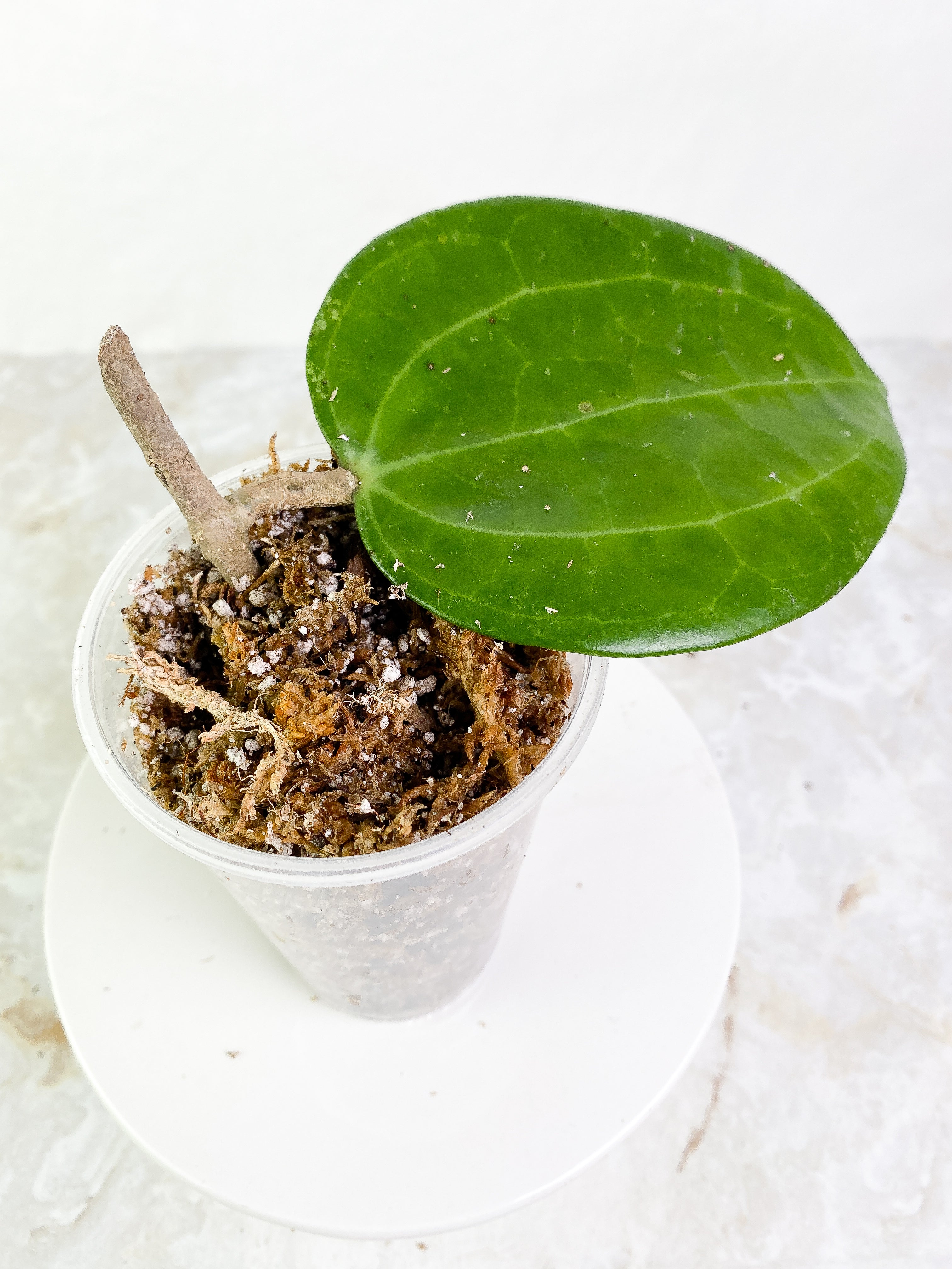 Dinner plate hoya huge leaf Slightly Rooted 6" leaf