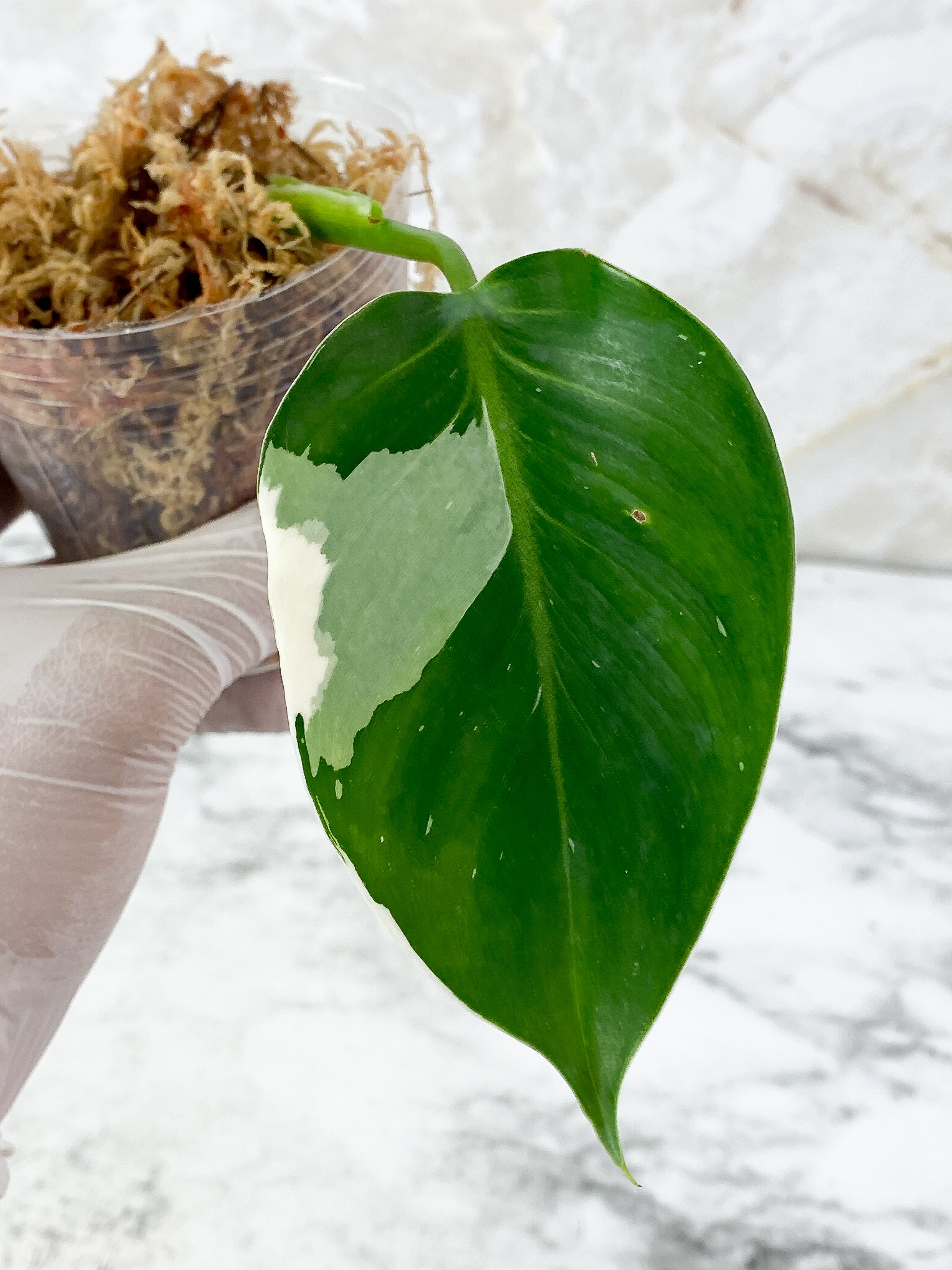 NOT FOR SALE: Philodendron White Wizard Rooting Cutting. Highly Variegated