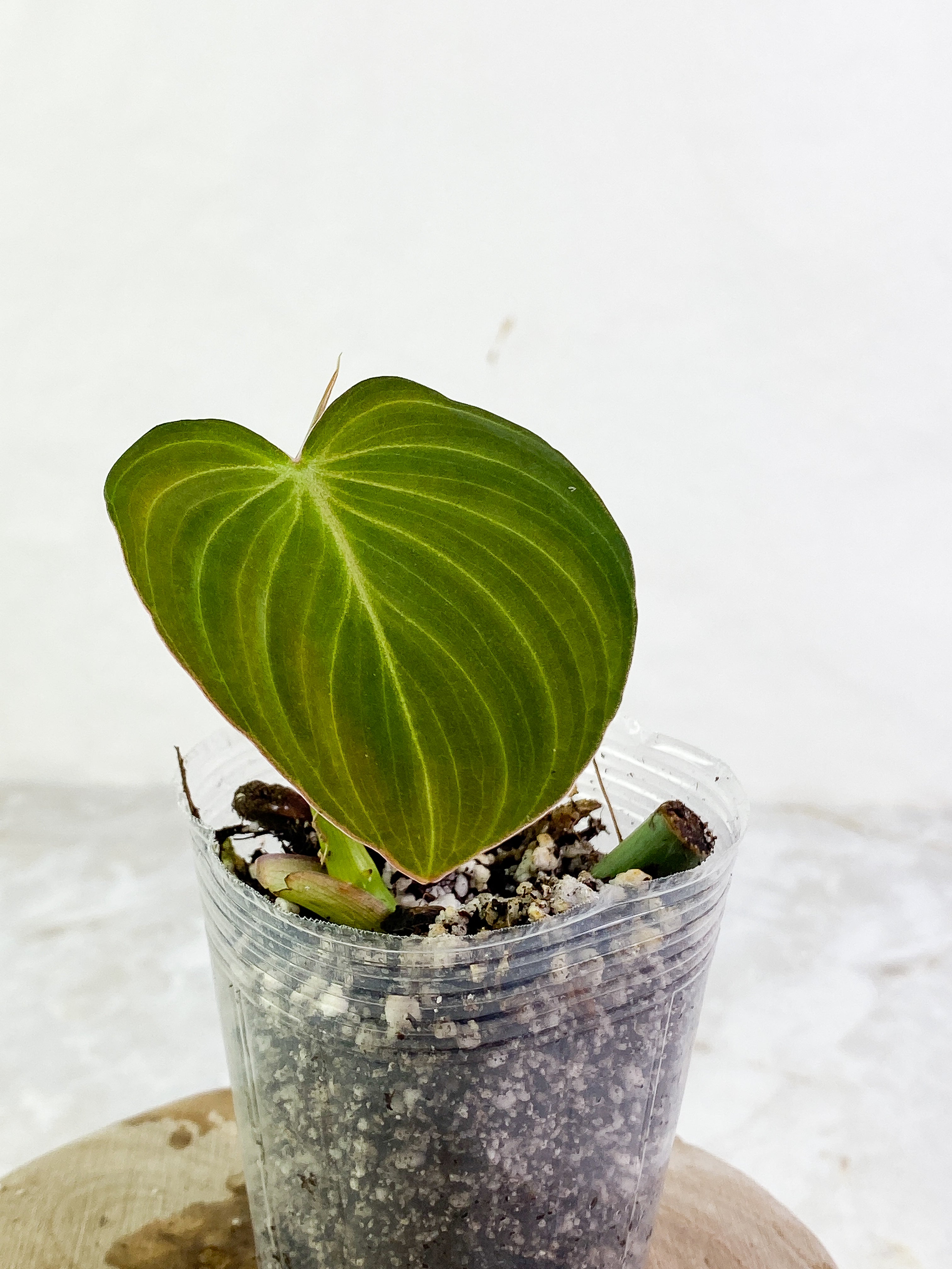 Philodendron Glorious 1 leaf 1 sprout slightly rooted