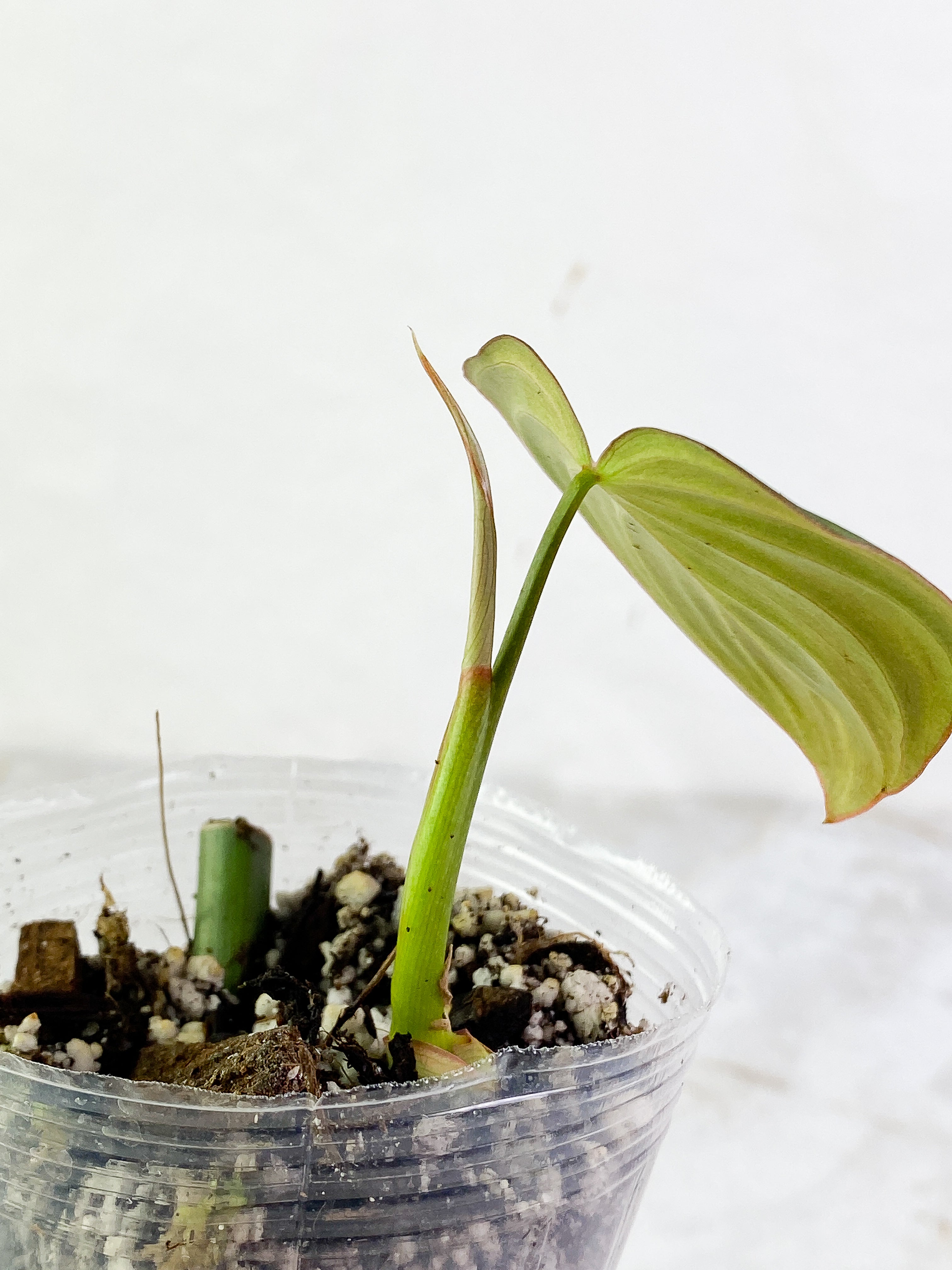 Philodendron Glorious 1 leaf 1 sprout slightly rooted