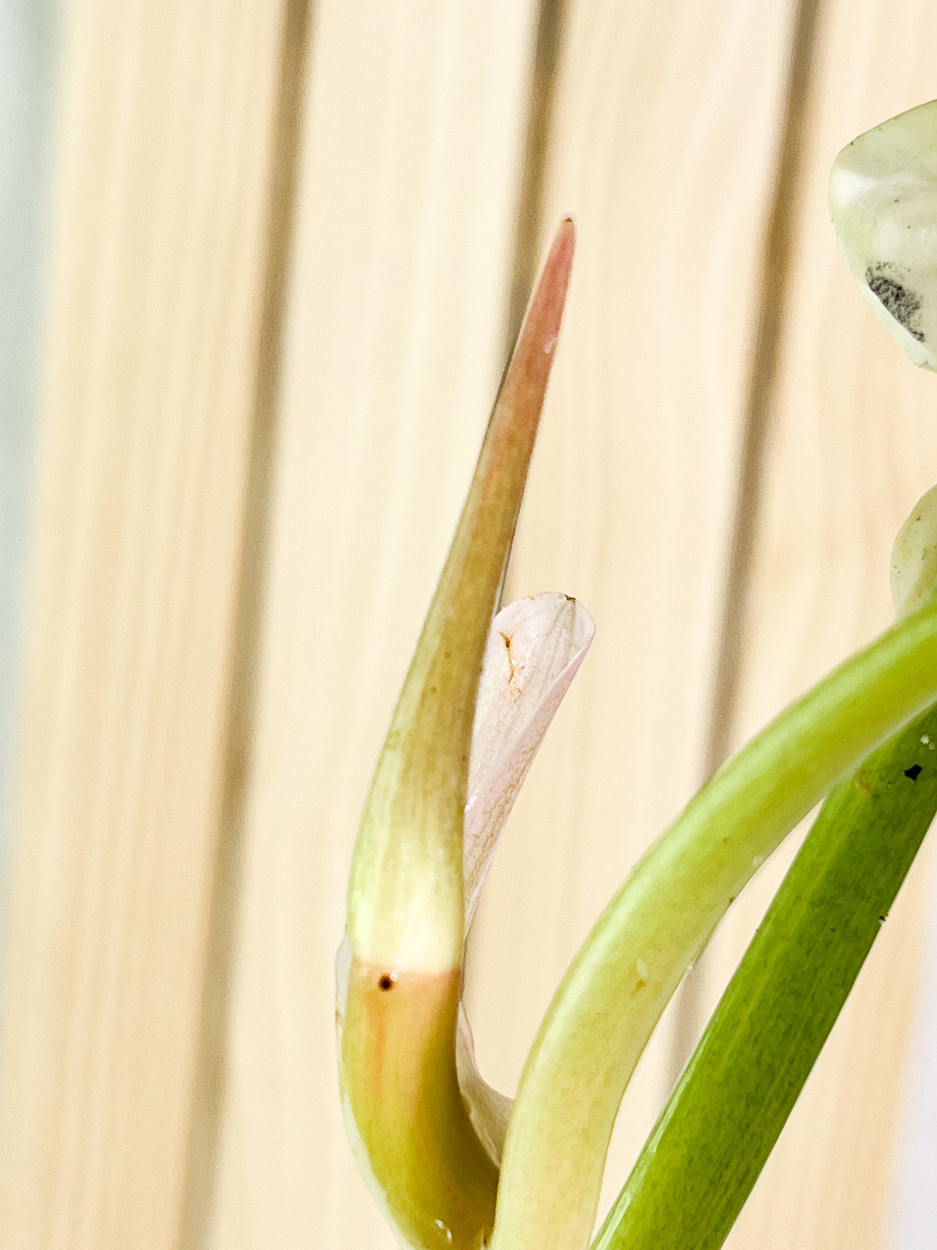 Philodendron  Ring of Fire  rooting Top Cutting 2 leaves 1 sprout Highly Variegated