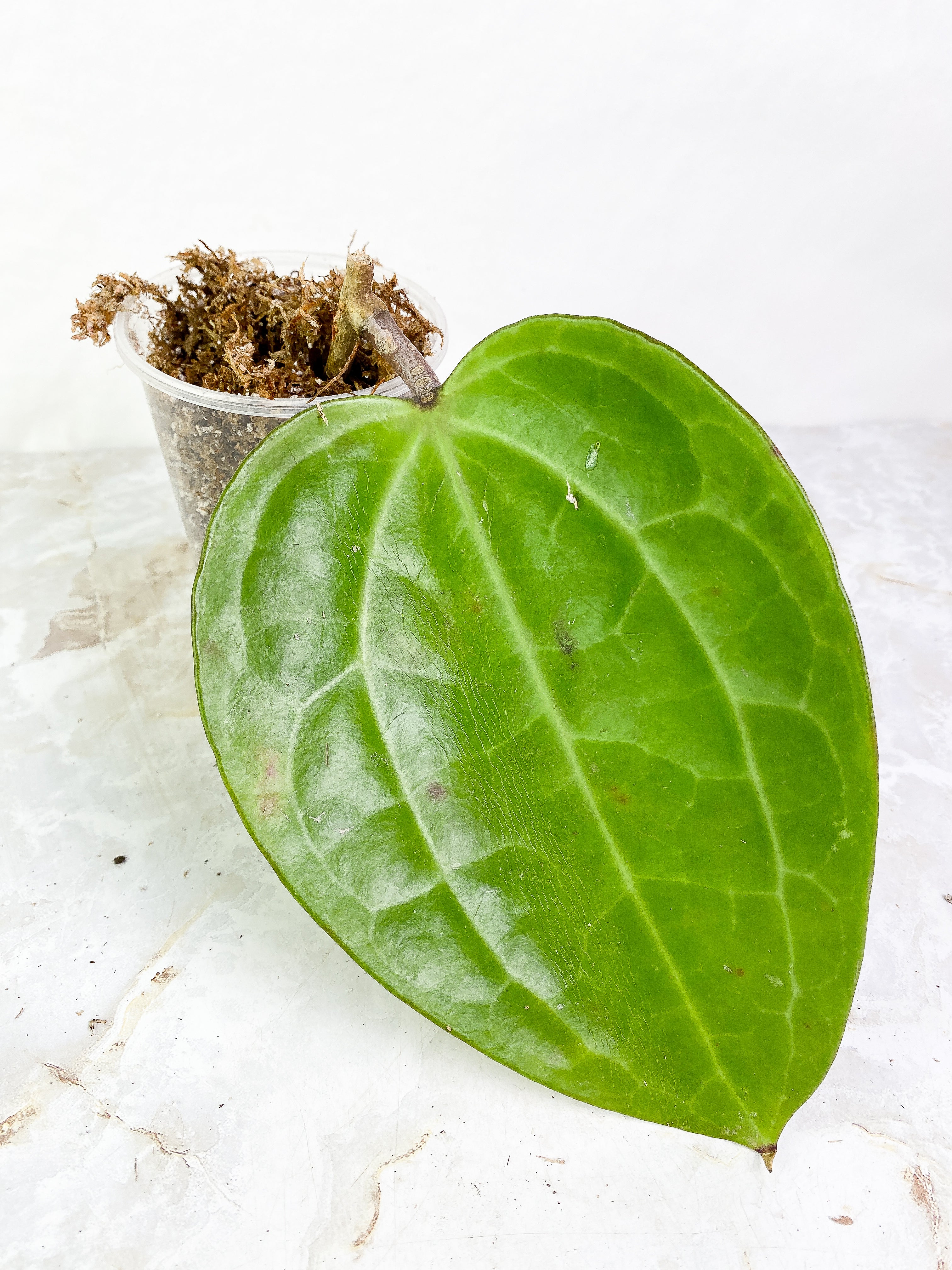 Dinner plate hoya huge leaf Slightly Rooted