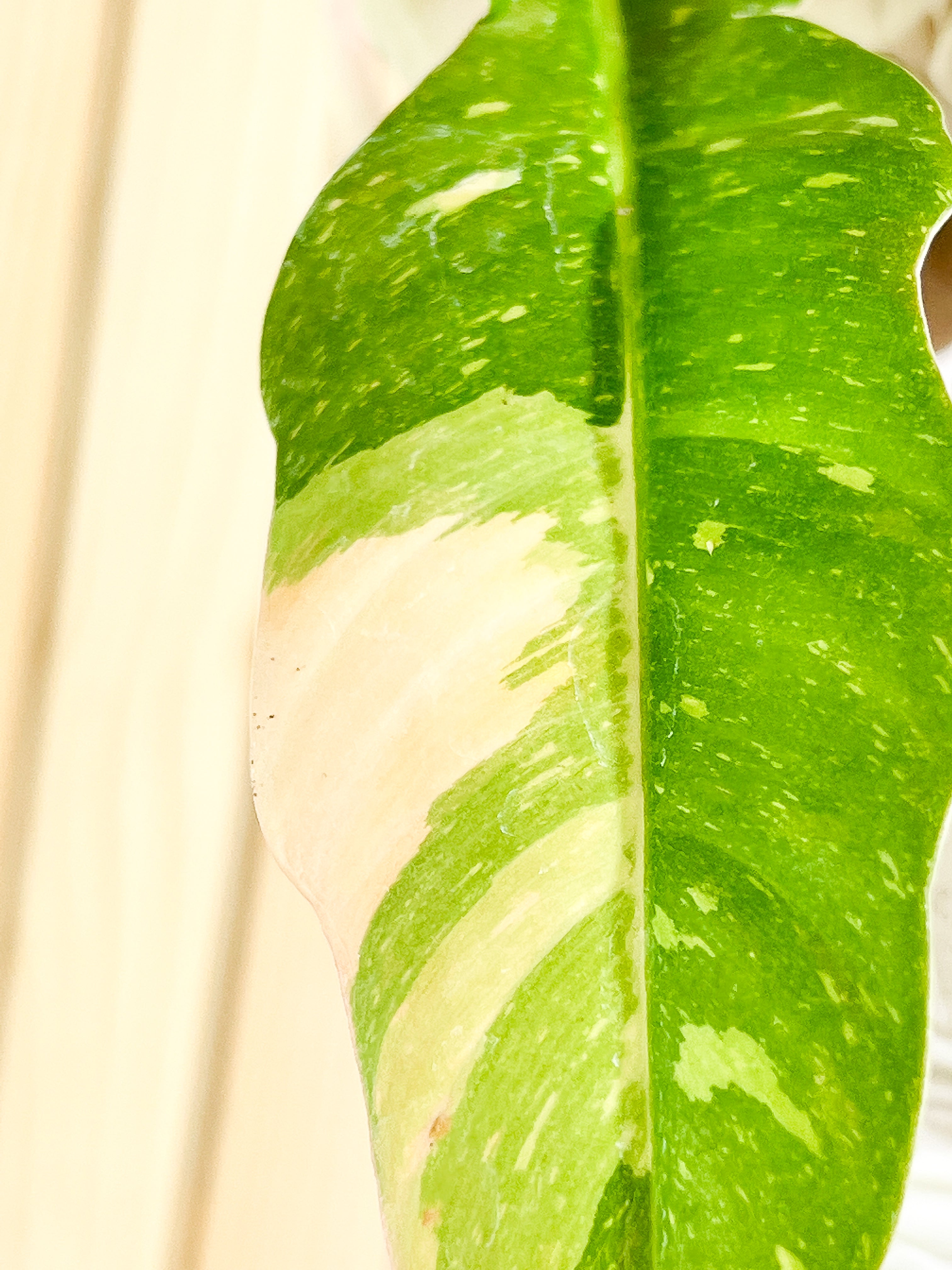 Philodendron  Ring of Fire  rooting Top Cutting 2 leaves 1 sprout Highly Variegated