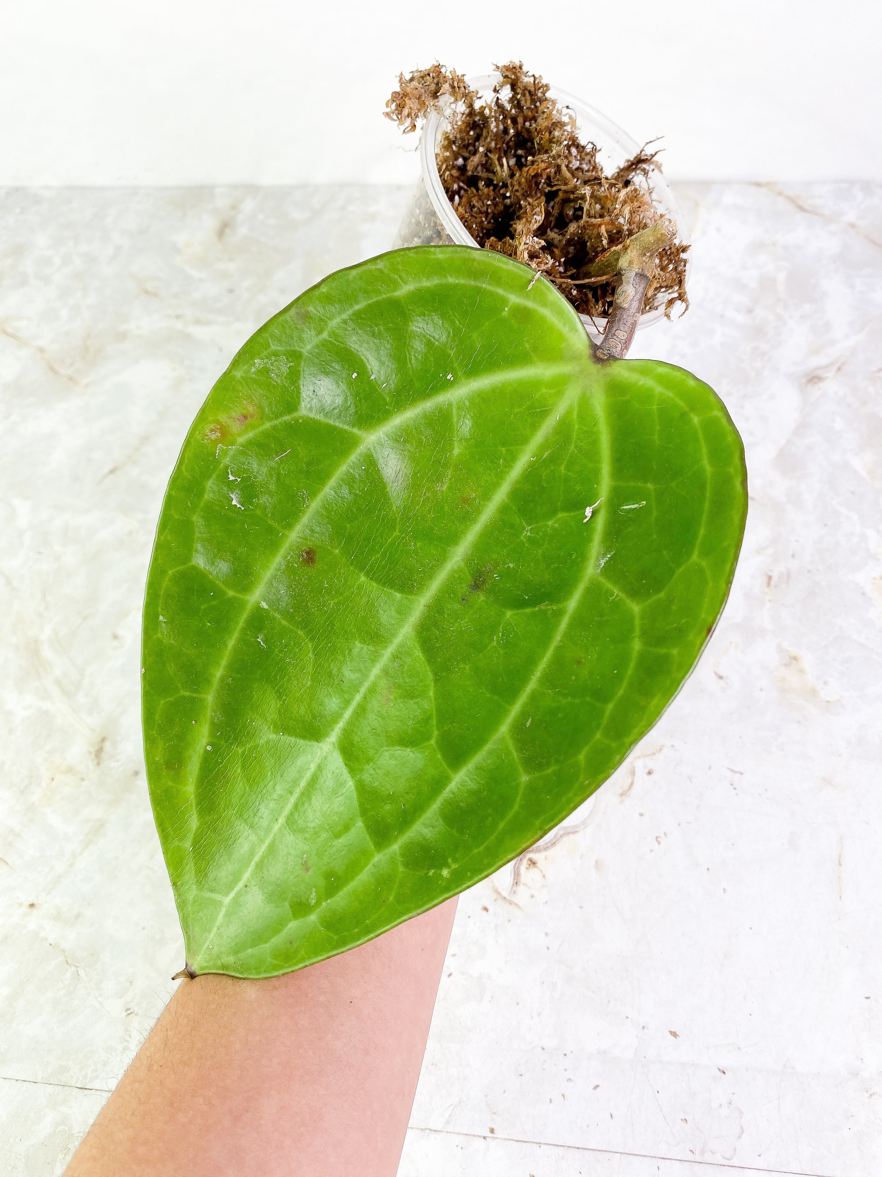 Dinner plate hoya huge leaf Slightly Rooted