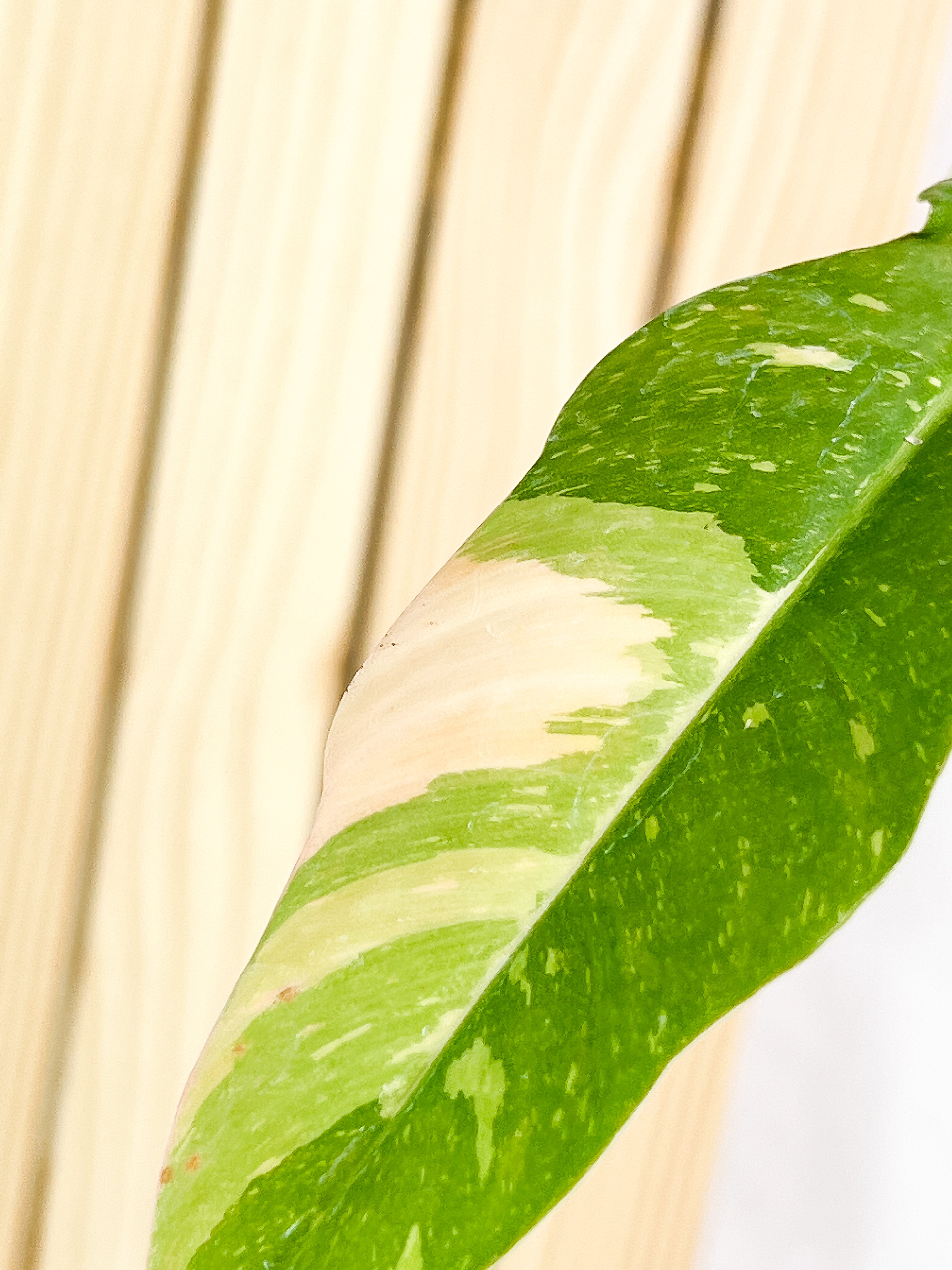 Philodendron  Ring of Fire  rooting Top Cutting 2 leaves 1 sprout Highly Variegated