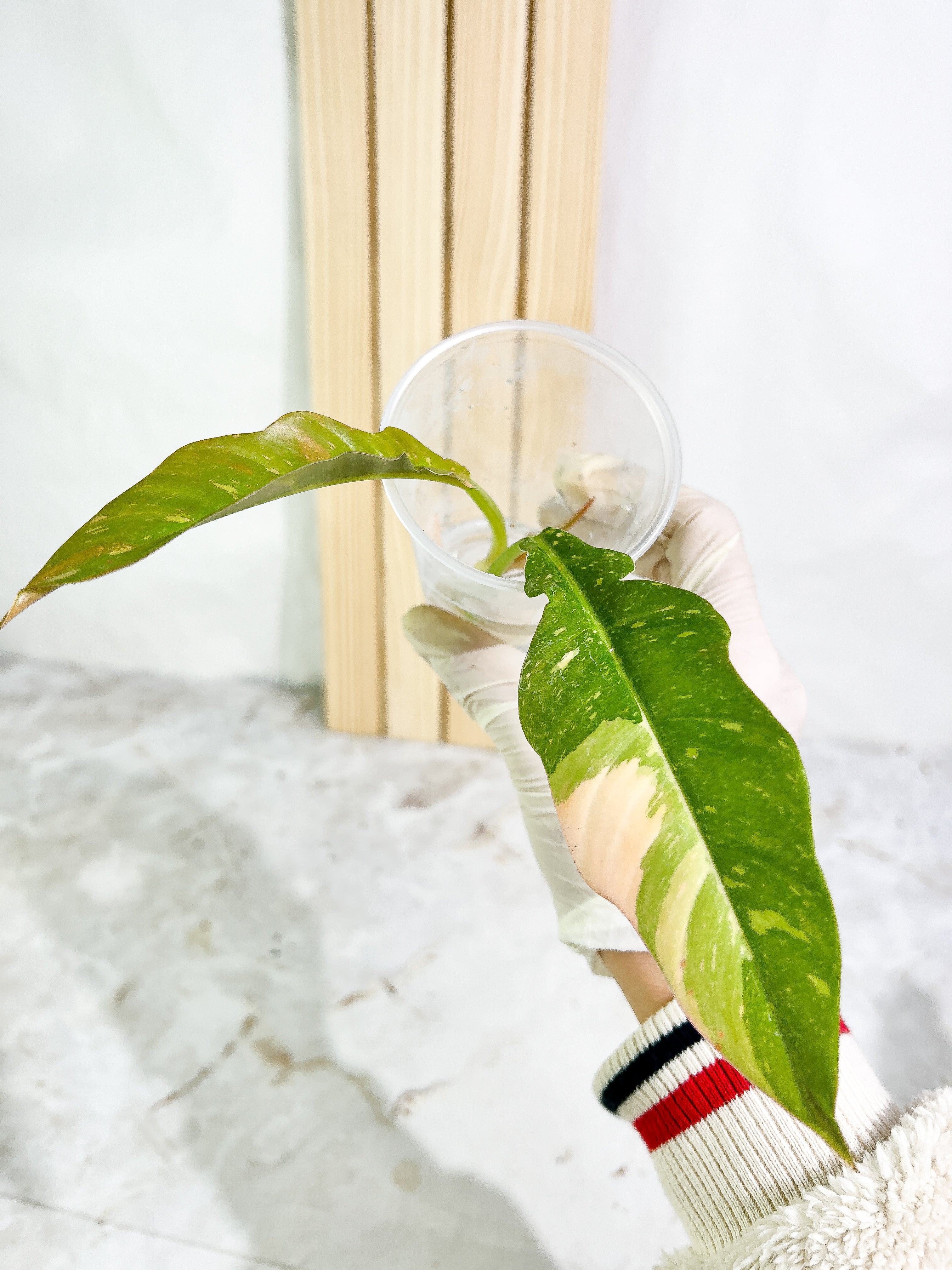 Philodendron  Ring of Fire  rooting Top Cutting 2 leaves 1 sprout Highly Variegated