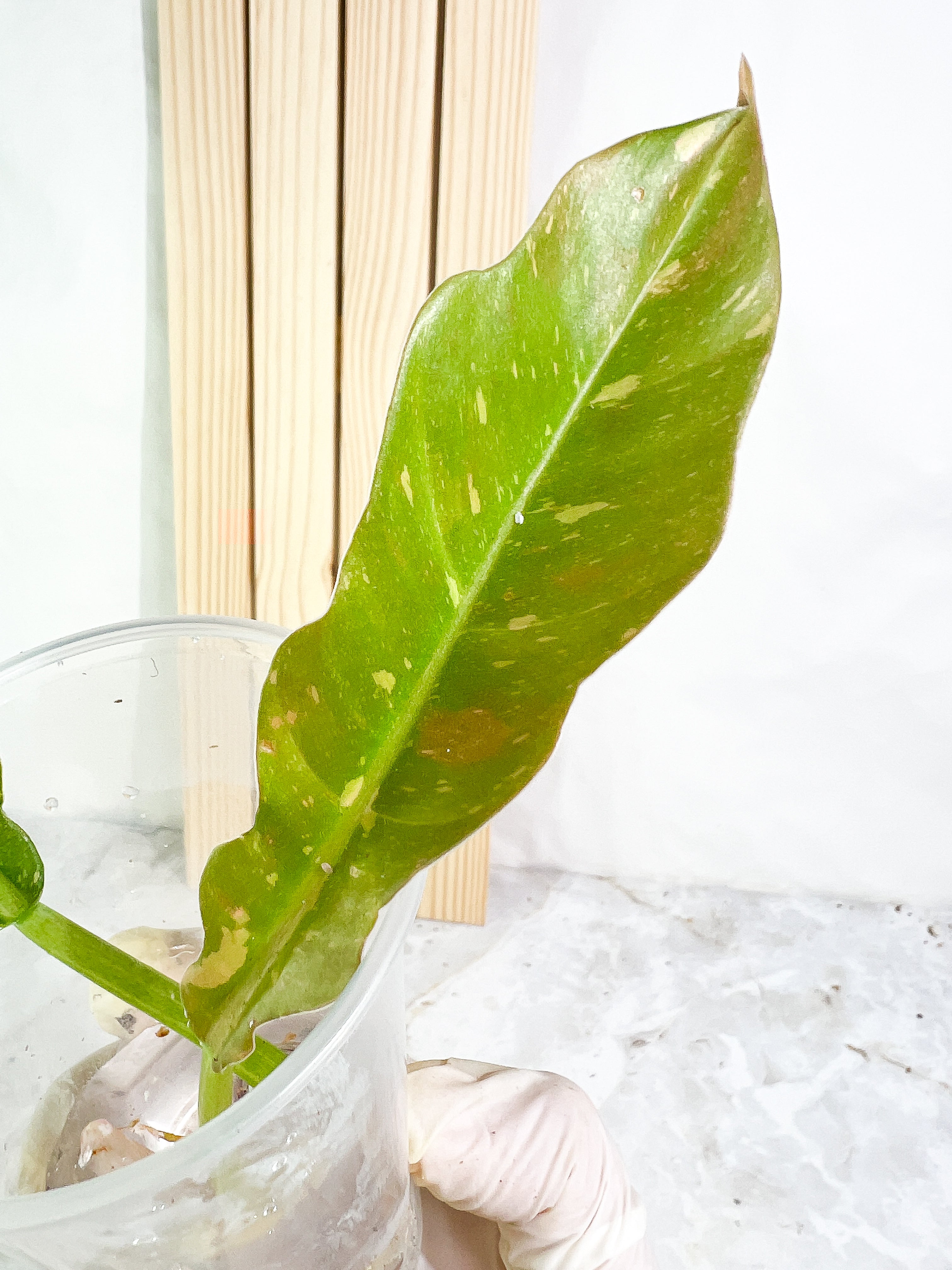 Philodendron  Ring of Fire  rooting Top Cutting 2 leaves 1 sprout Highly Variegated