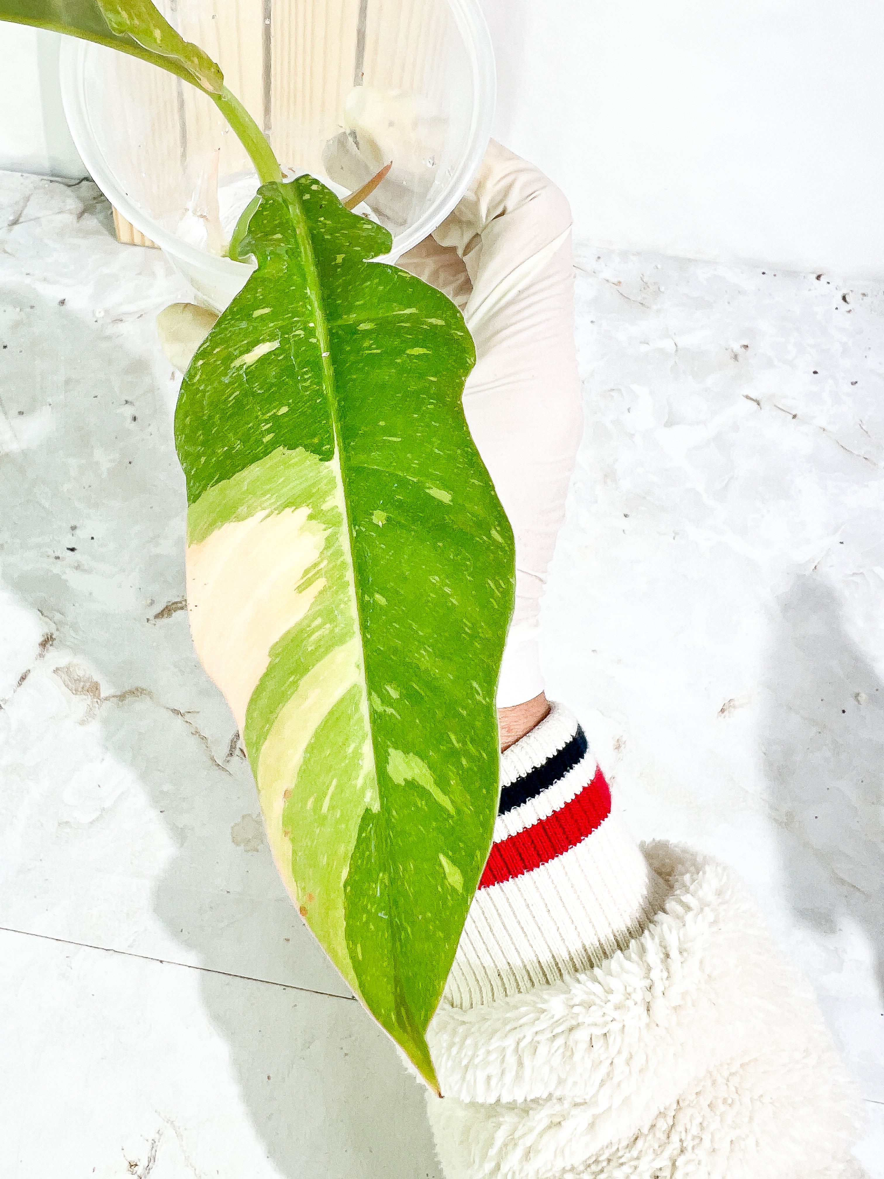 Philodendron  Ring of Fire  rooting Top Cutting 2 leaves 1 sprout Highly Variegated