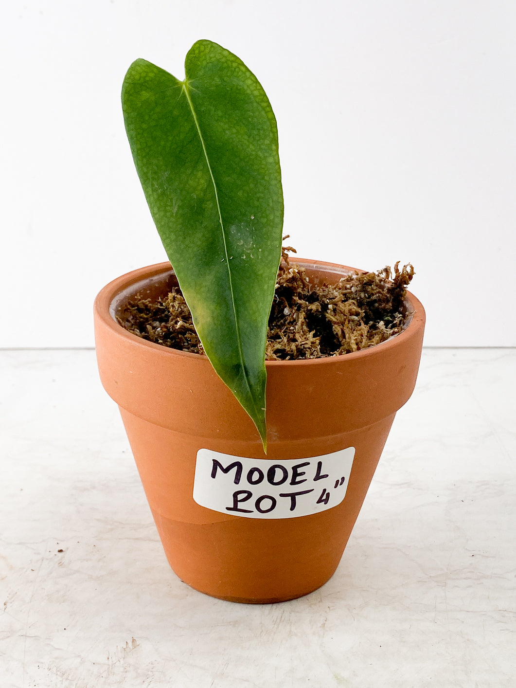 anthurium queremalense velvet Rooted 1 leaf multiple sprouts