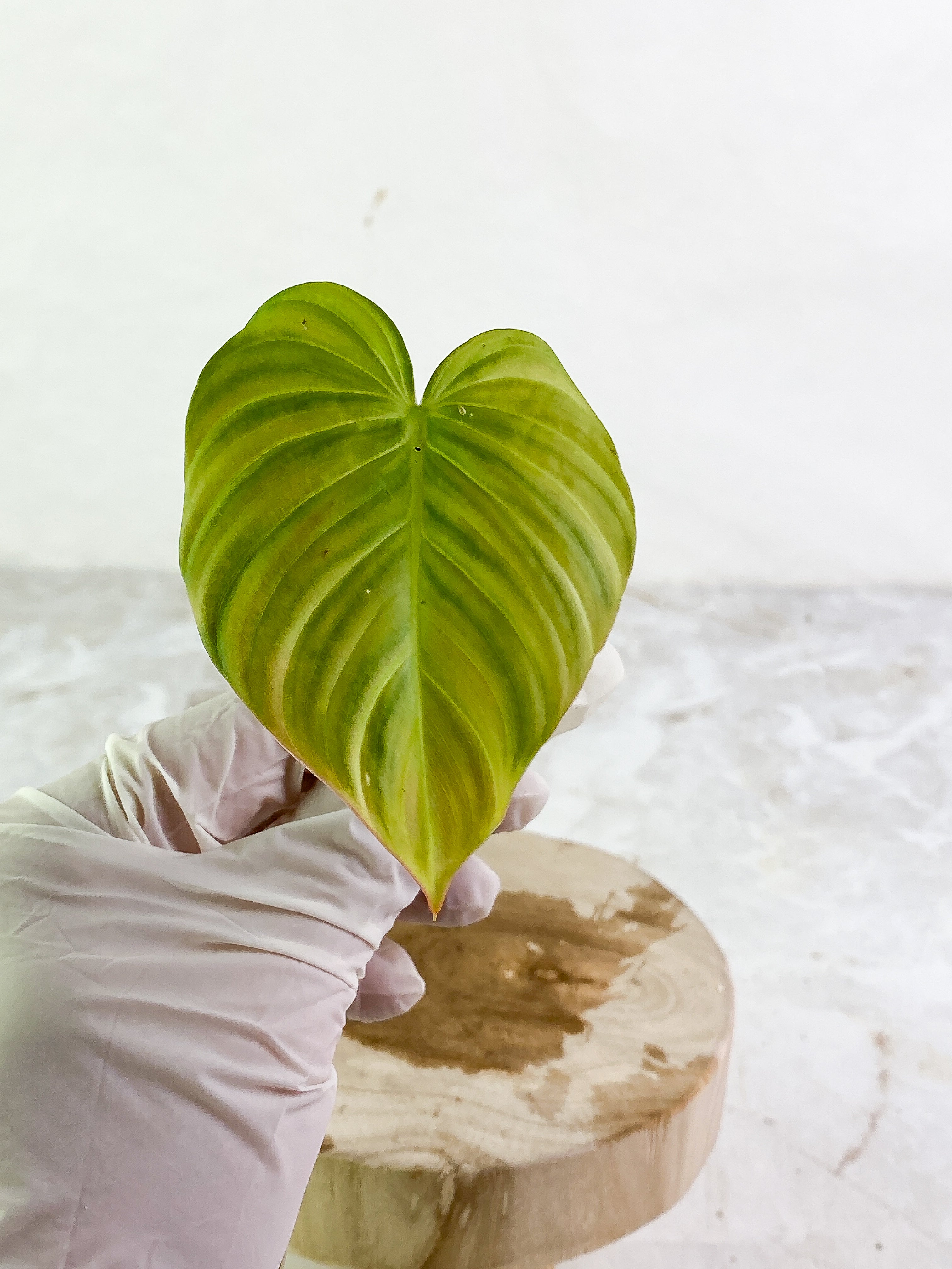 Philodendron Glorious 1 leaf rooting