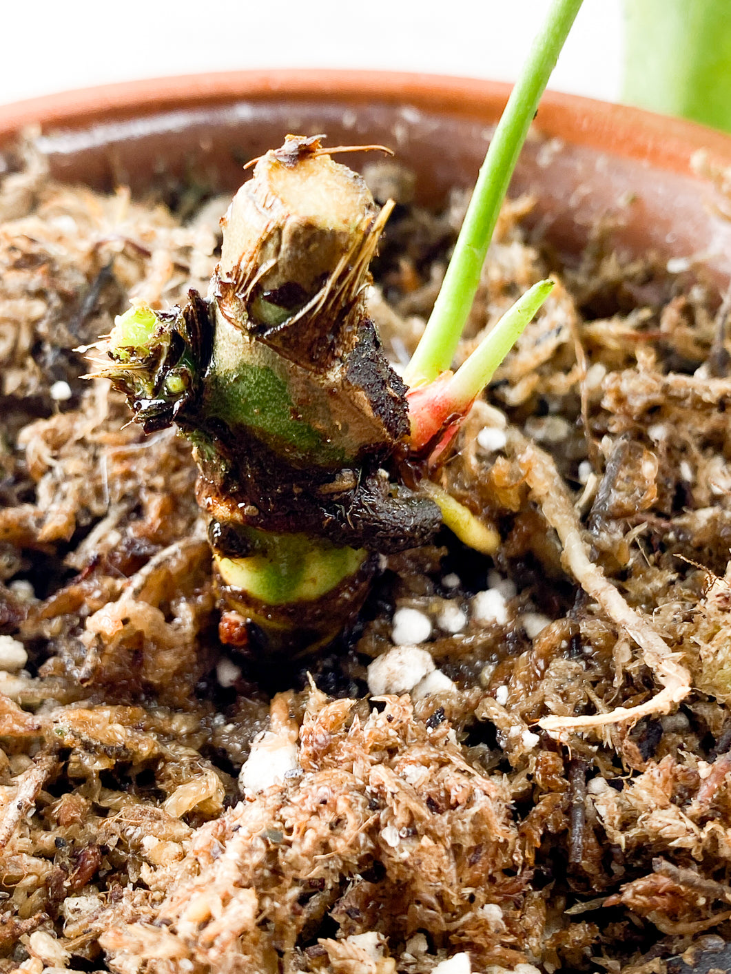 anthurium queremalense velvet Rooted 1 leaf multiple sprouts