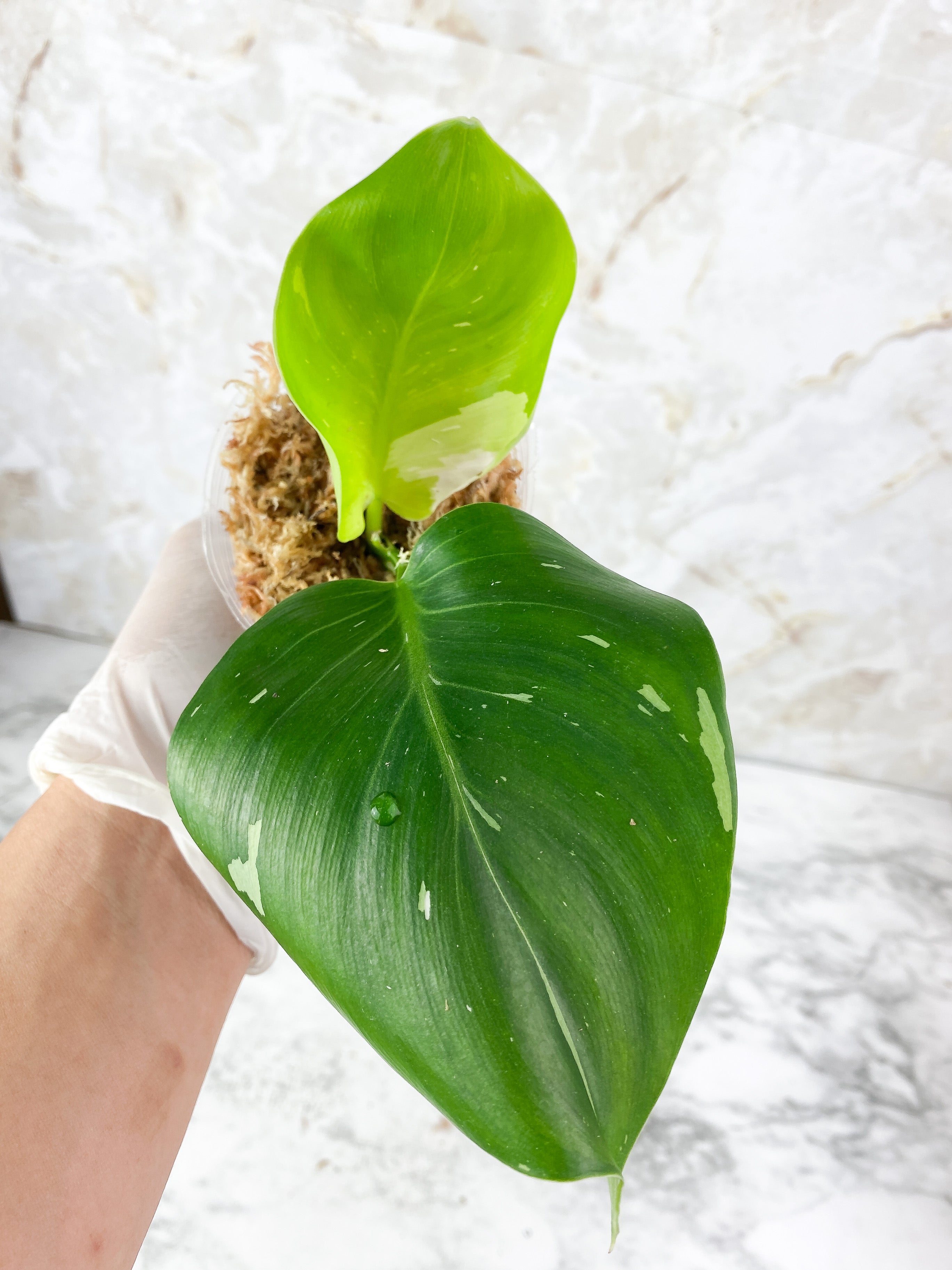 NOT FOR SALE: Philodendron White Wizard Rooting Top Cutting. 2 leaves