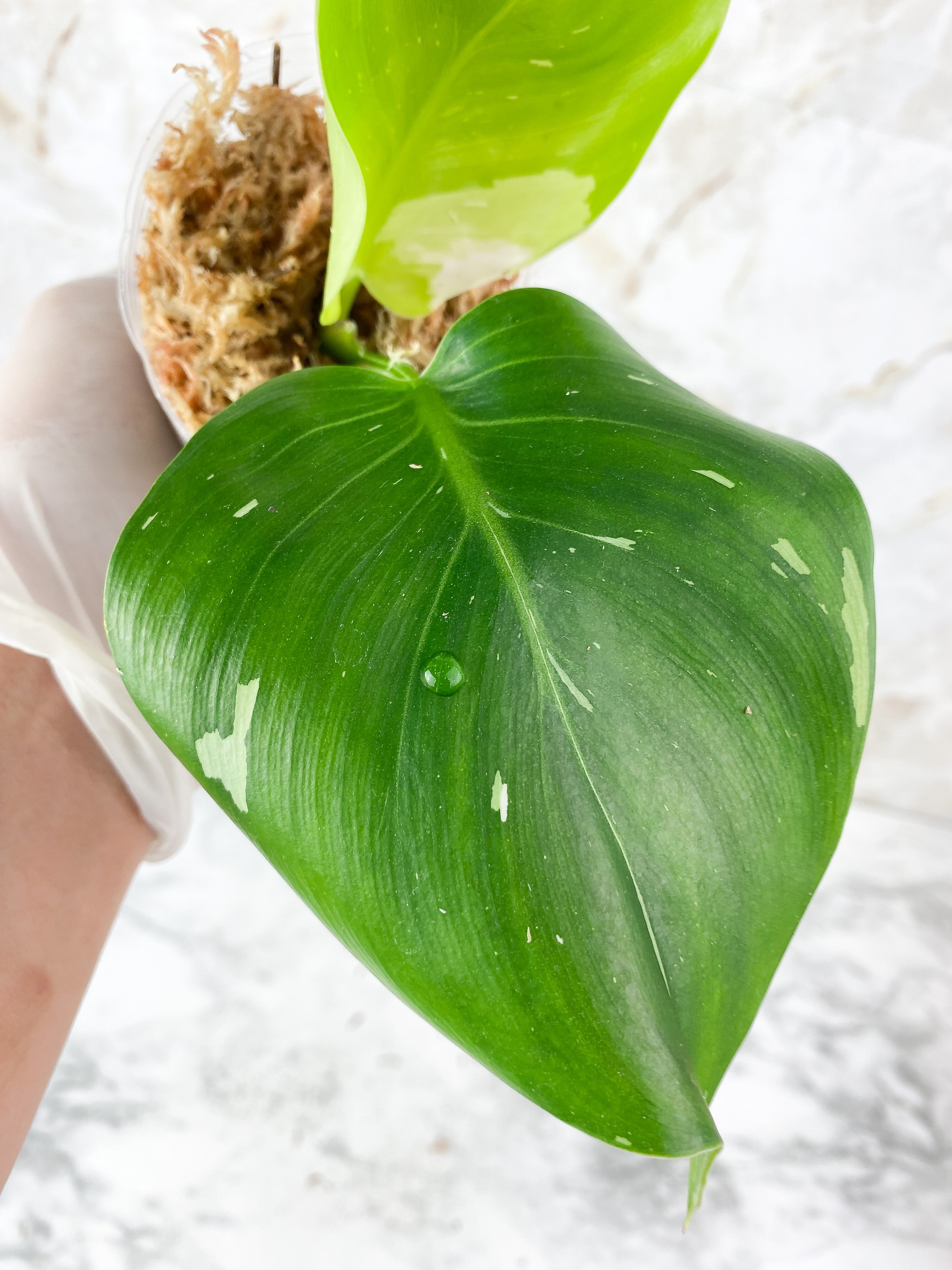 NOT FOR SALE: Philodendron White Wizard Rooting Top Cutting. 2 leaves