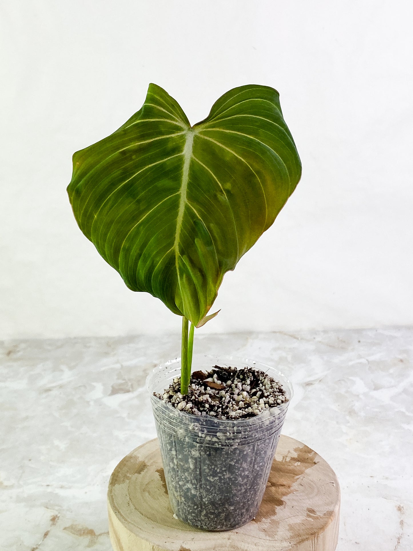 Philodendron Glorious 1 leaf 1 sprout rooted Top Cutting