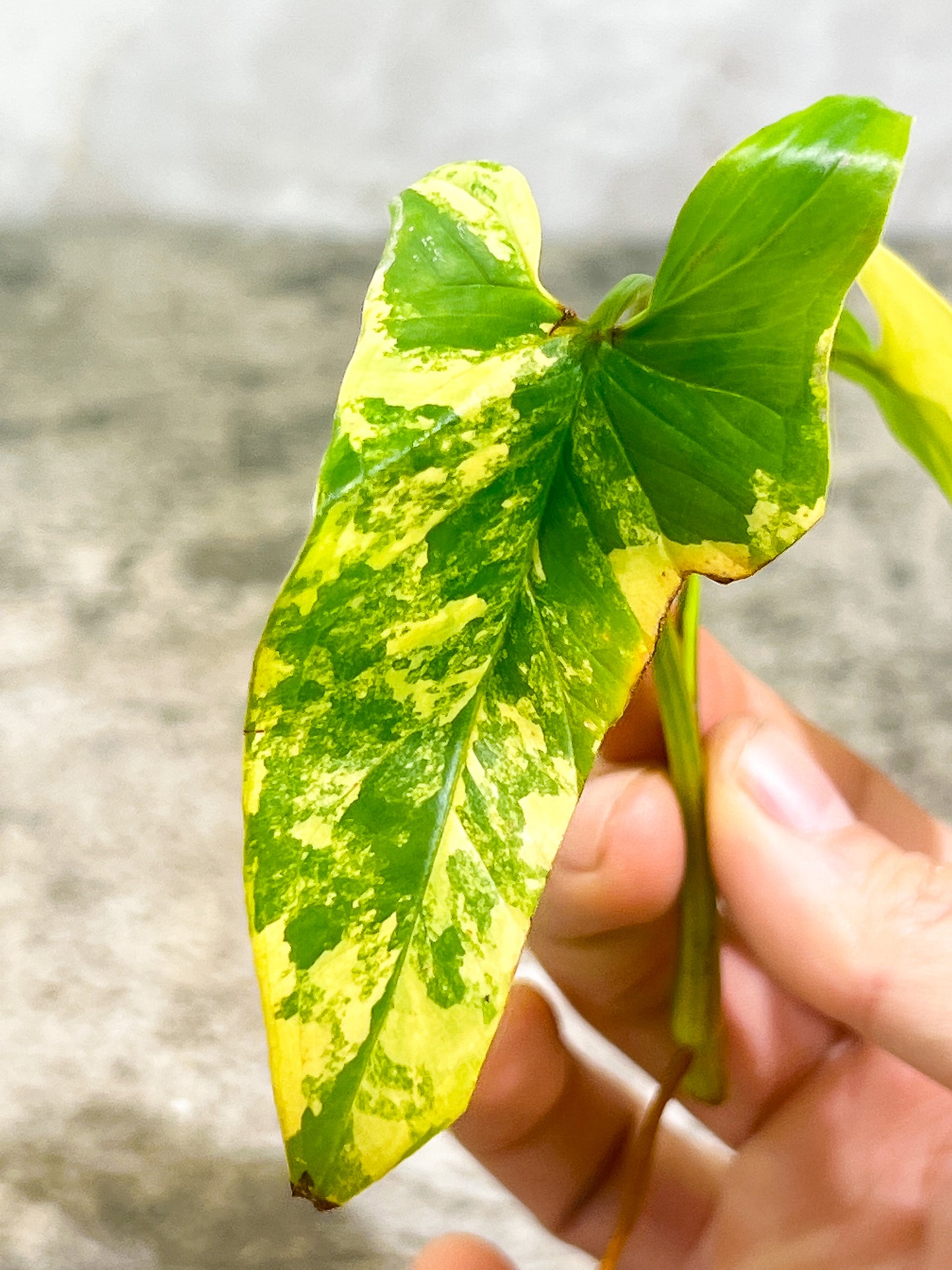 Syngonium Aurea Rooting Highly Variegated  2 leaves 1 sprout Top Cutting