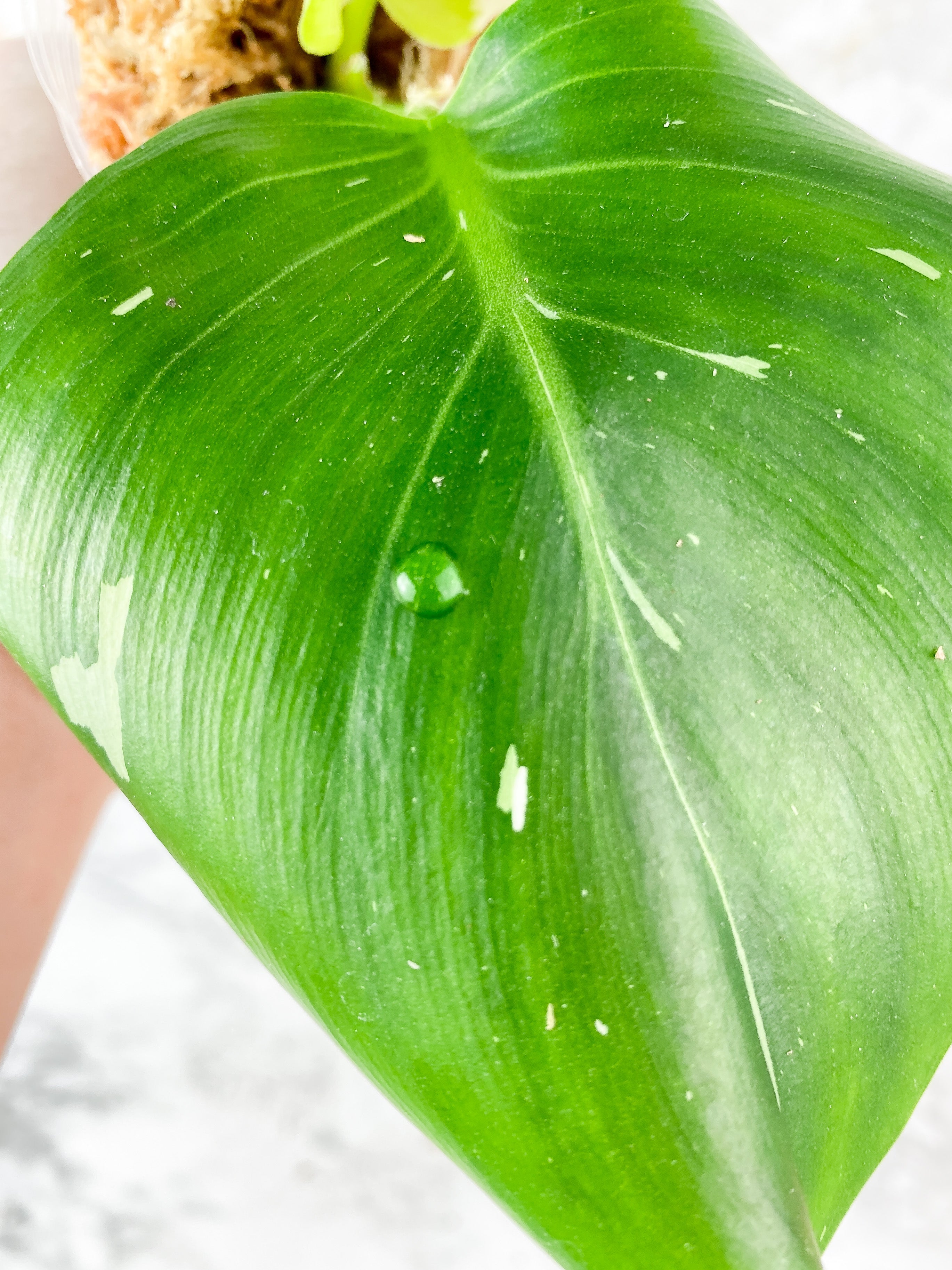 NOT FOR SALE: Philodendron White Wizard Rooting Top Cutting. 2 leaves