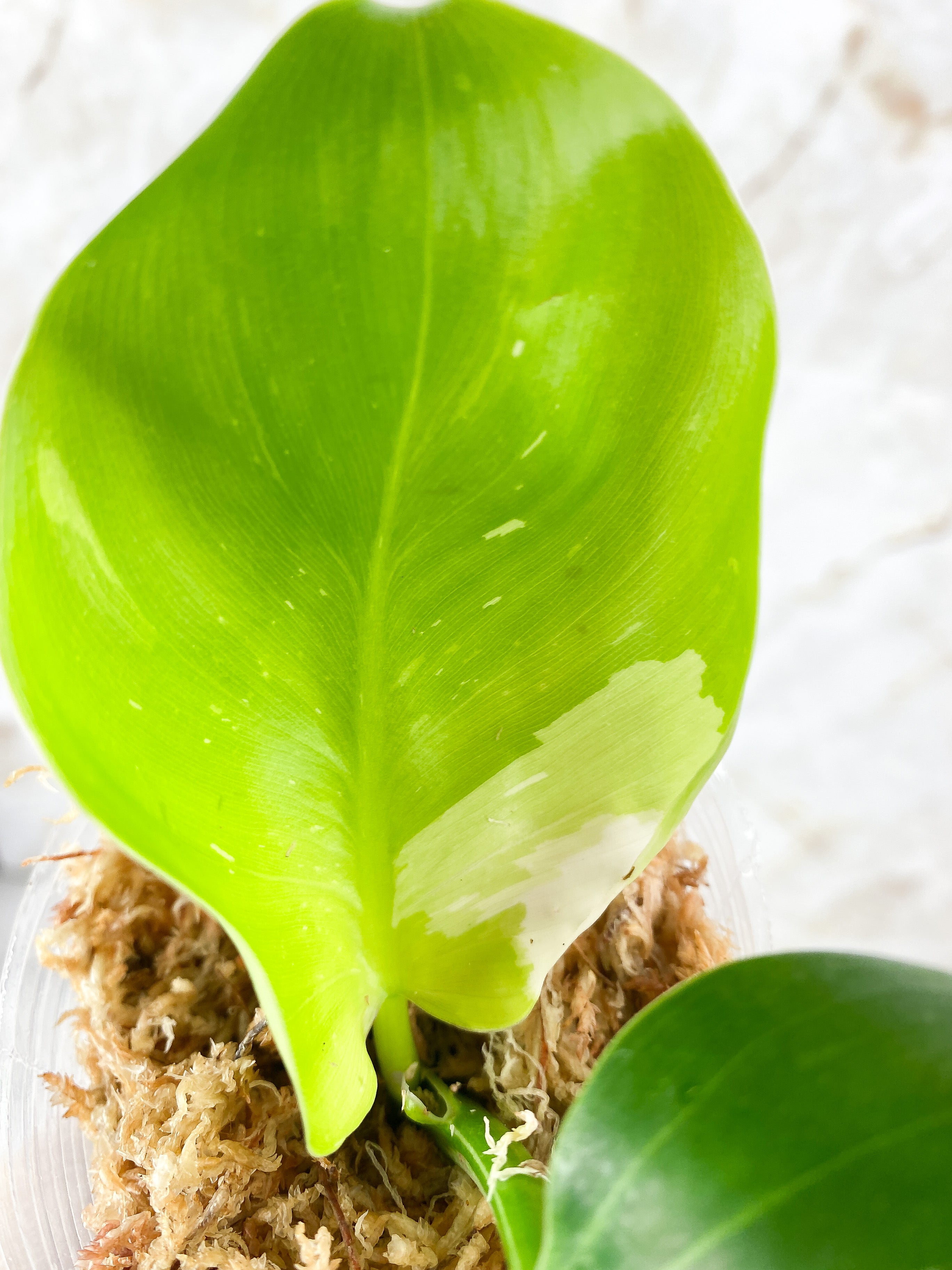 NOT FOR SALE: Philodendron White Wizard Rooting Top Cutting. 2 leaves