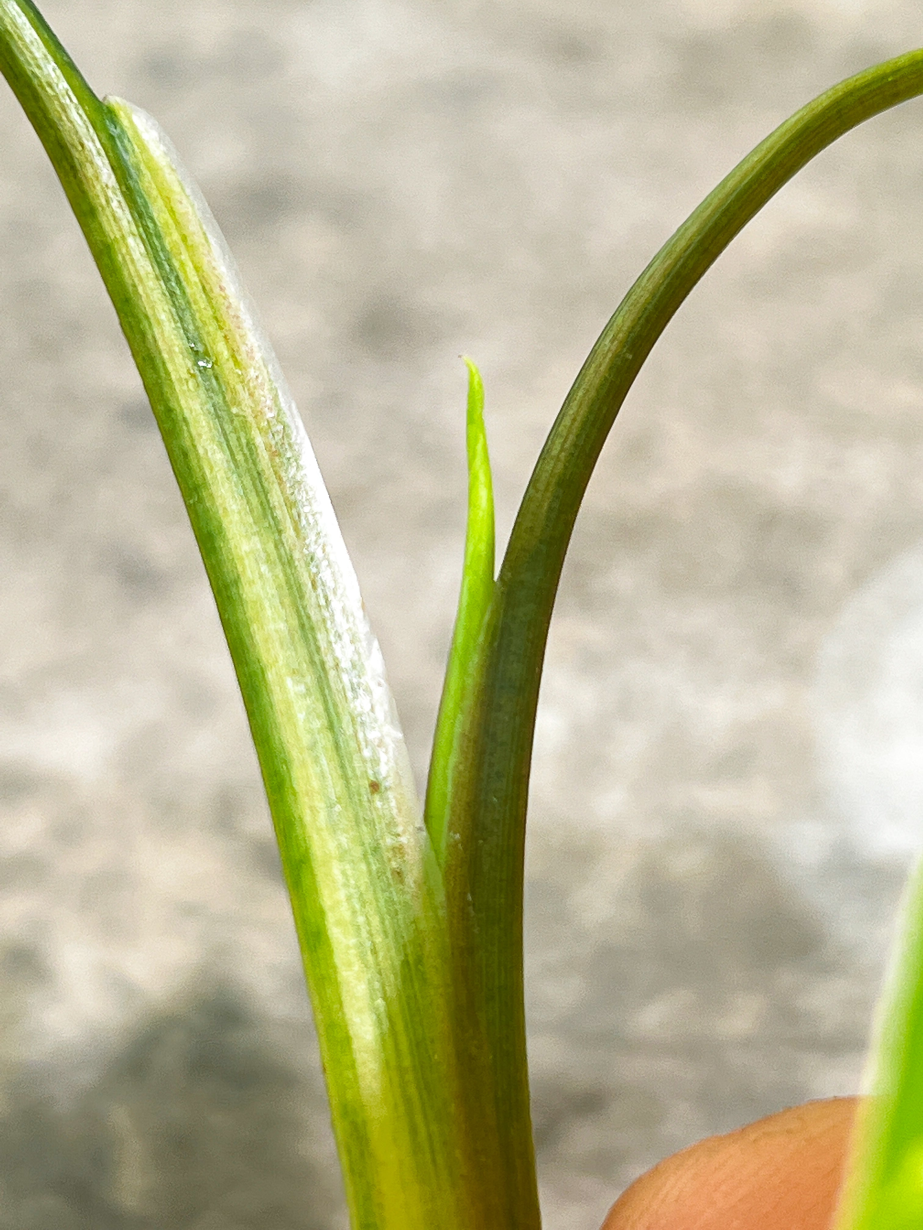 Syngonium Aurea Rooting Highly Variegated  2 leaves 1 sprout Top Cutting