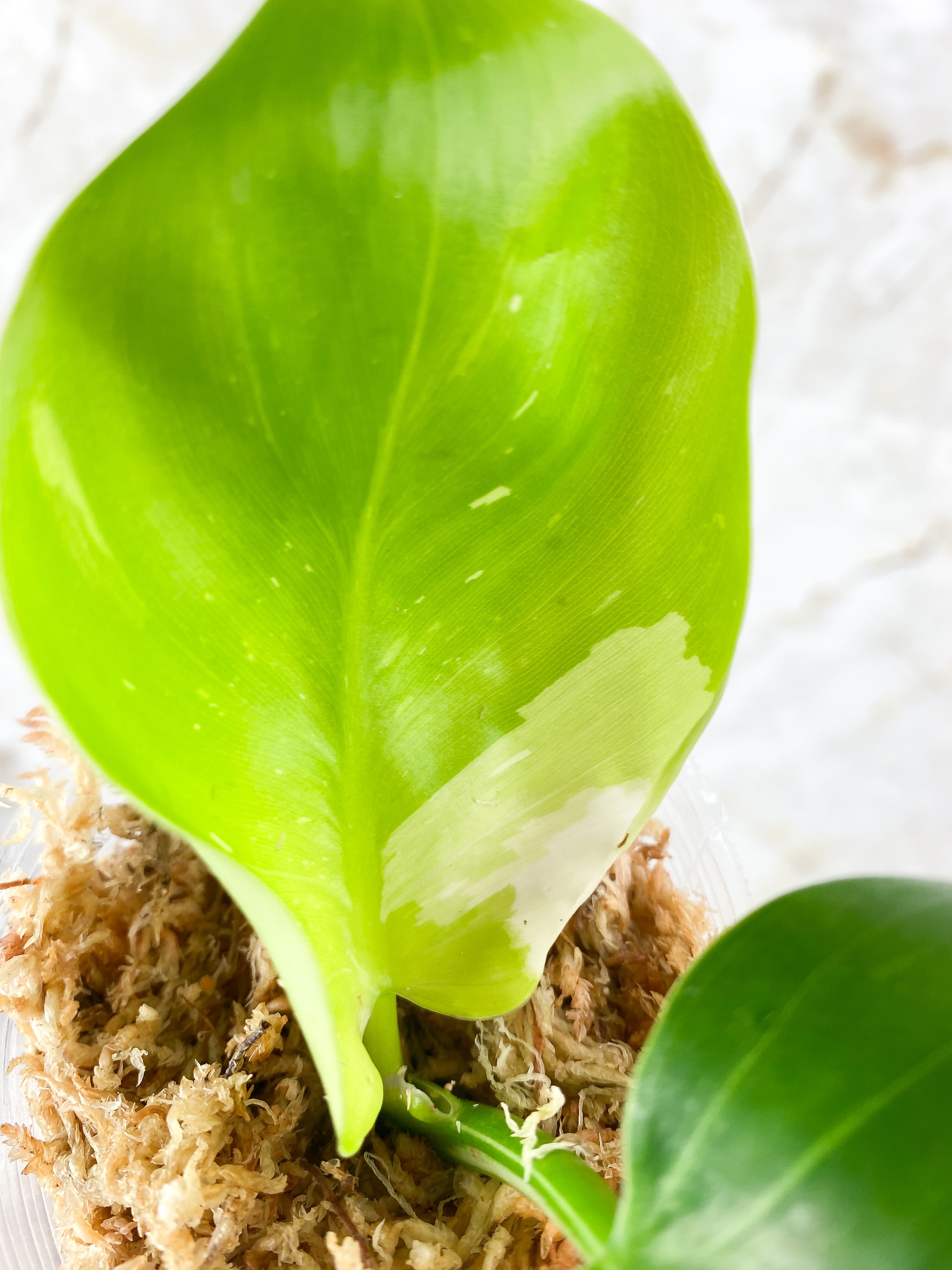 NOT FOR SALE: Philodendron White Wizard Rooting Top Cutting. 2 leaves