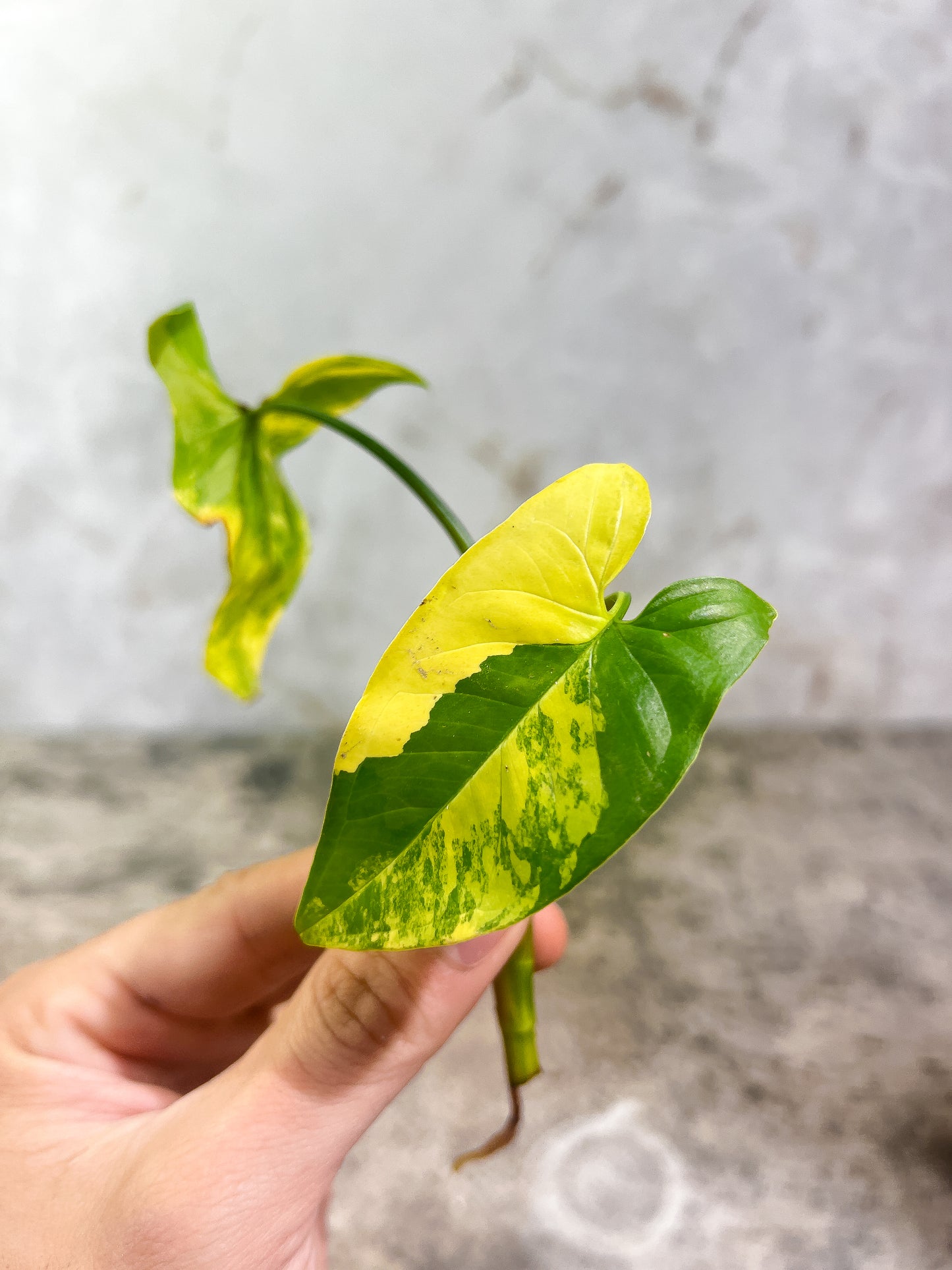 Syngonium Aurea Rooting Highly Variegated  2 leaves 1 sprout Top Cutting