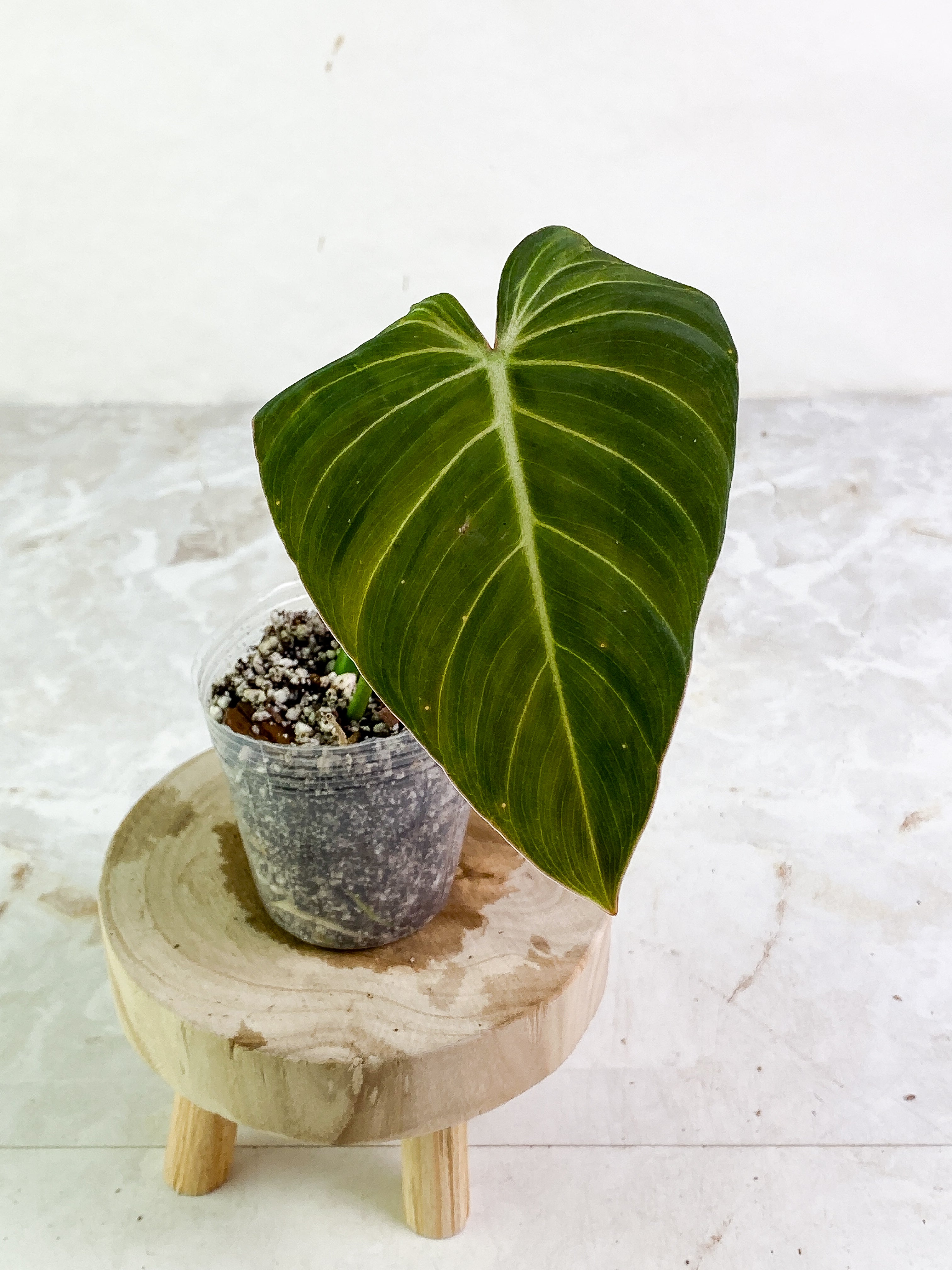 Philodendron Glorious 1 leaf 1 sprout slightly rooted