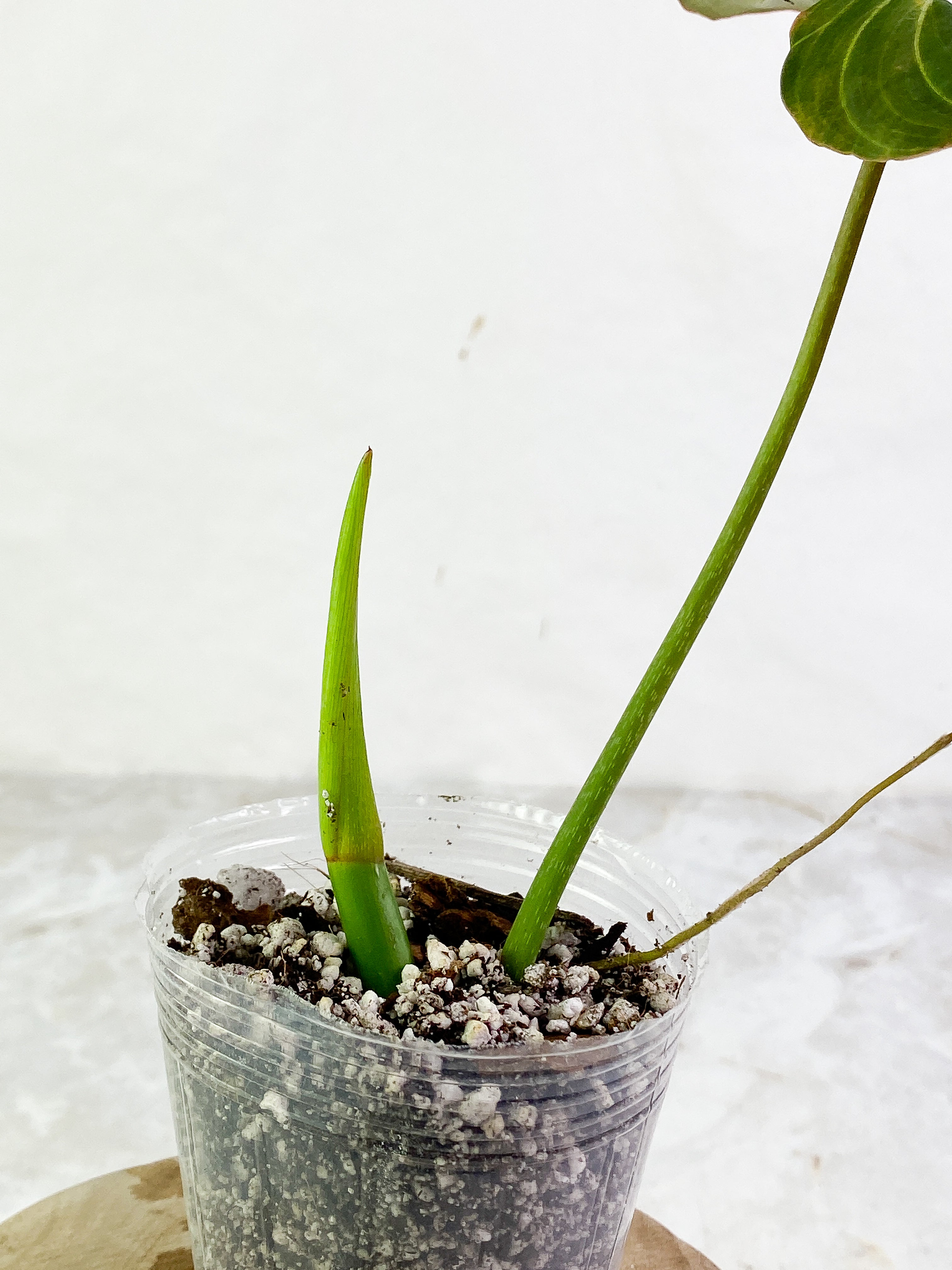 Philodendron Glorious 1 leaf 1 sprout slightly rooted