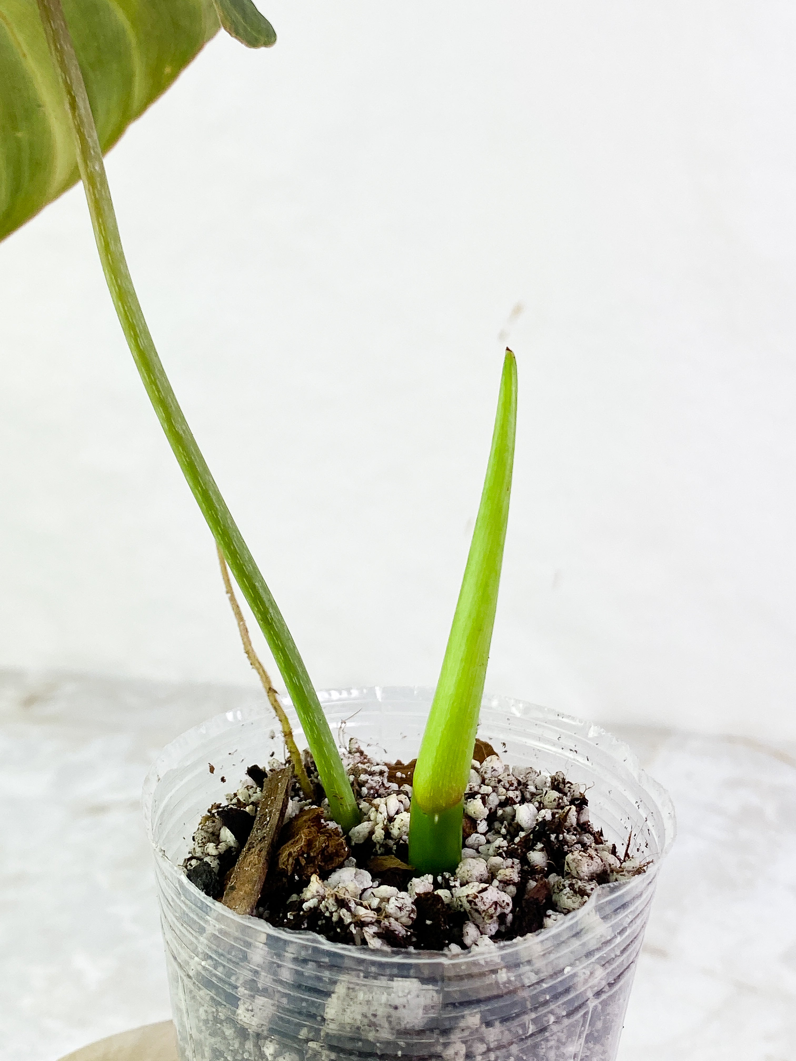 Philodendron Glorious 1 leaf 1 sprout slightly rooted