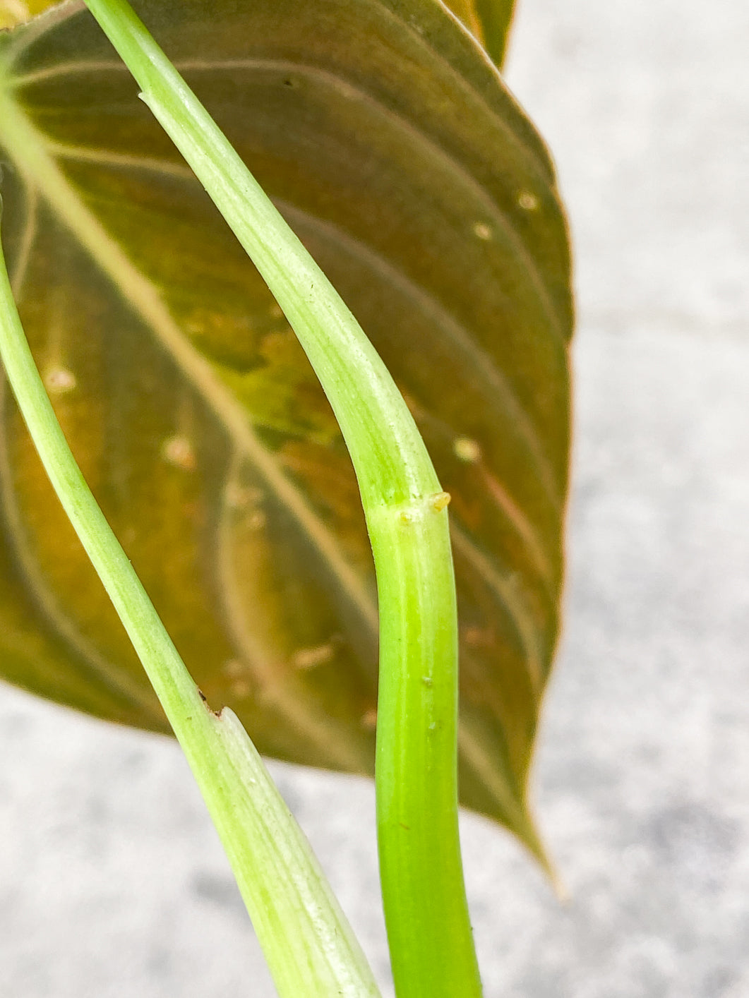 Philodendron Melanochysum variegated  2 leaves rooting in water
