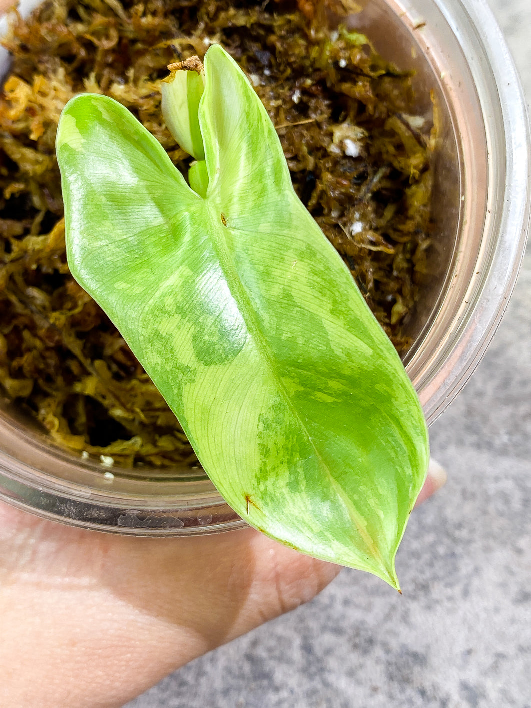 Philodendron bipennifolium variegated Rooted highly variegate 1 leaf 1 sprout