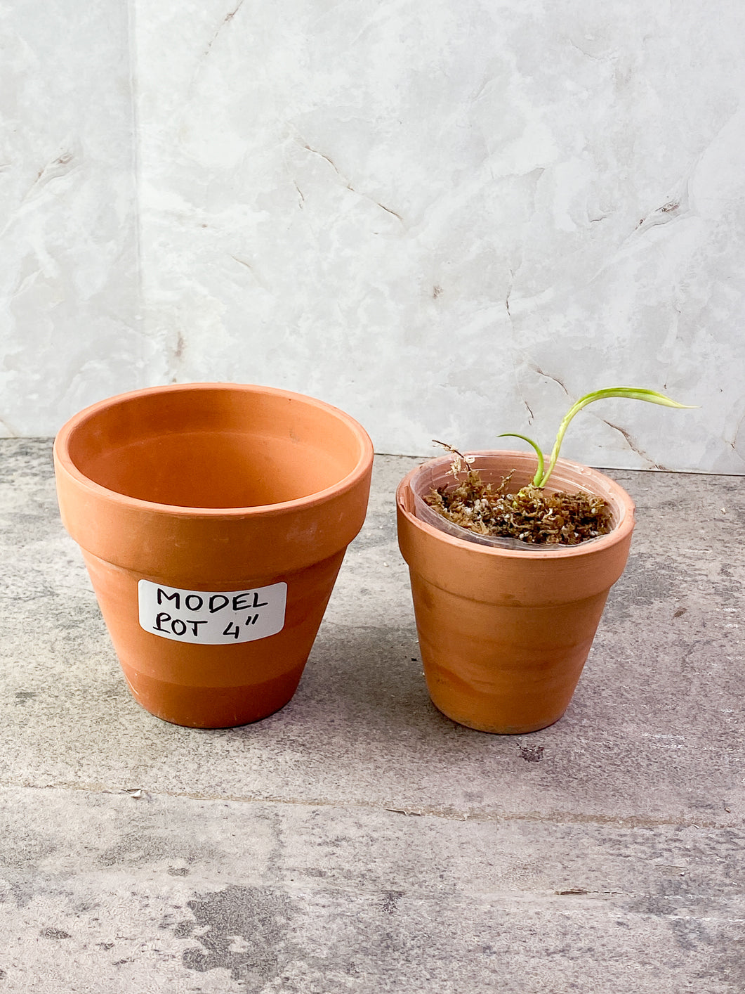 Philodendron Joepii 2 sprouts 1 bud rooting in moss