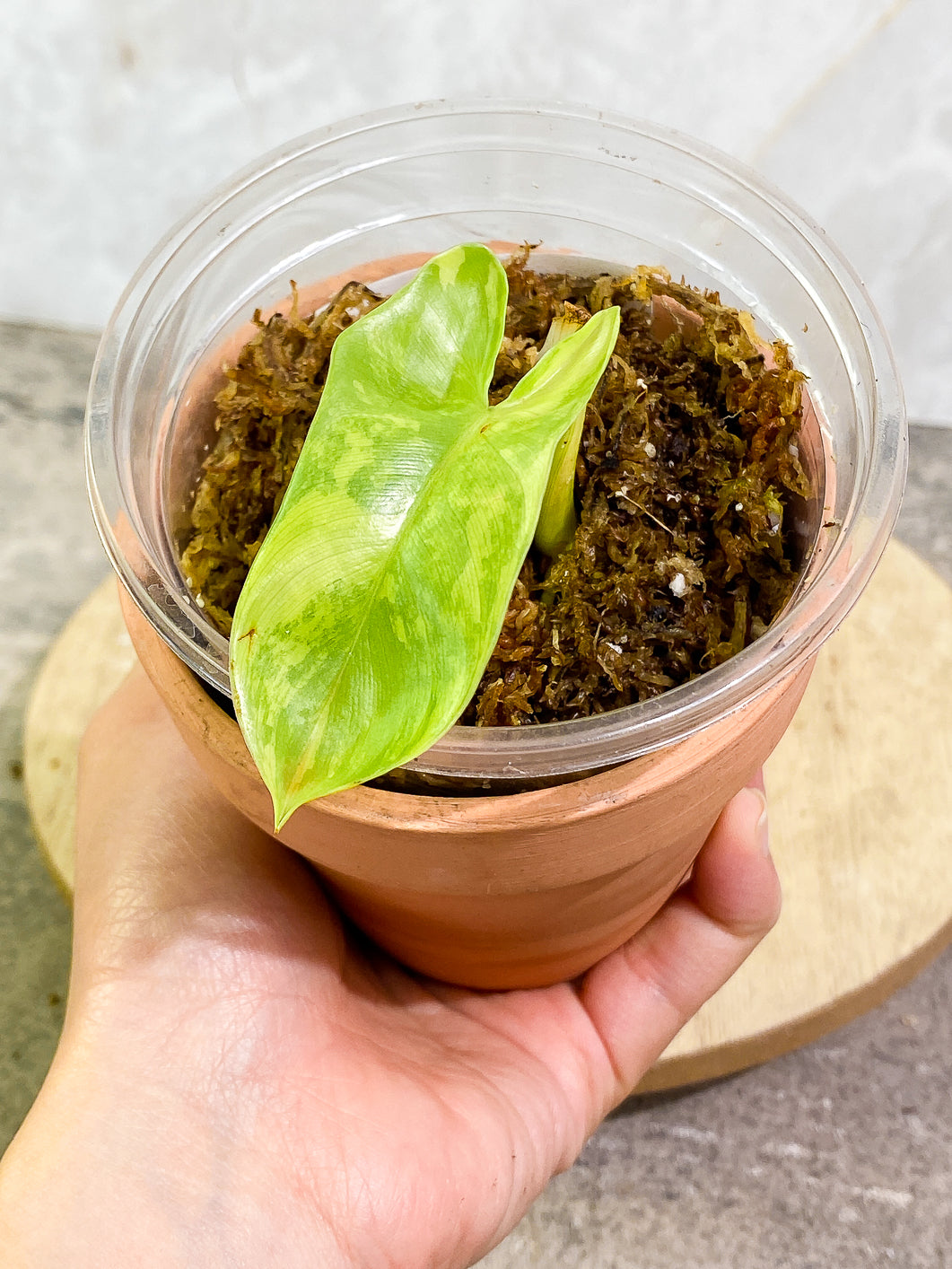 Philodendron bipennifolium variegated Rooted highly variegate 1 leaf 1 sprout