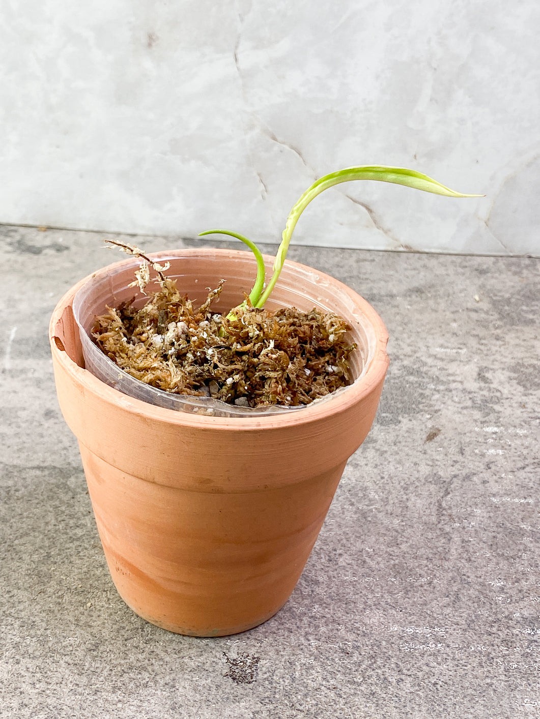 Philodendron Joepii 2 sprouts 1 bud rooting in moss