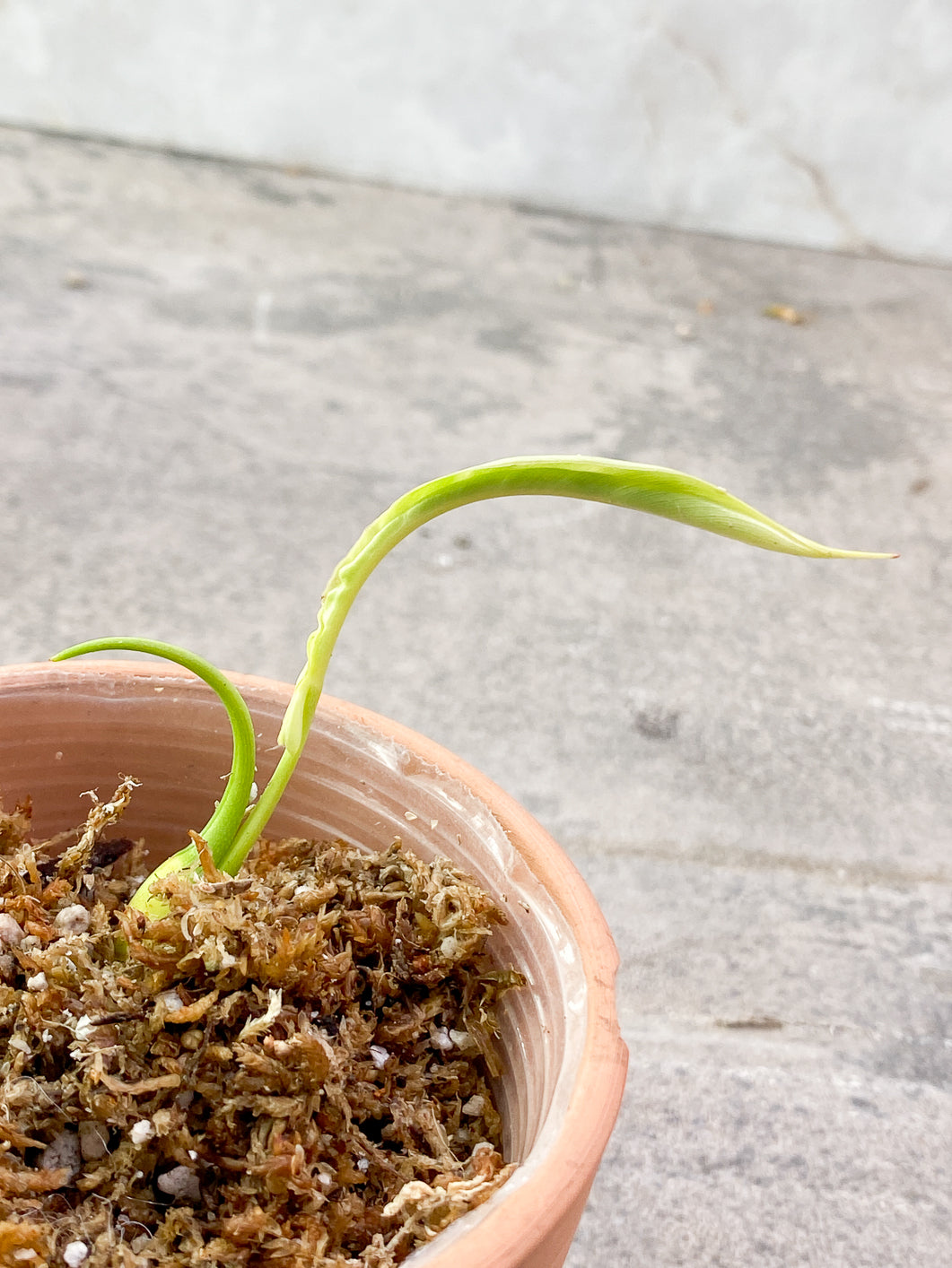 Philodendron Joepii 2 sprouts 1 bud rooting in moss