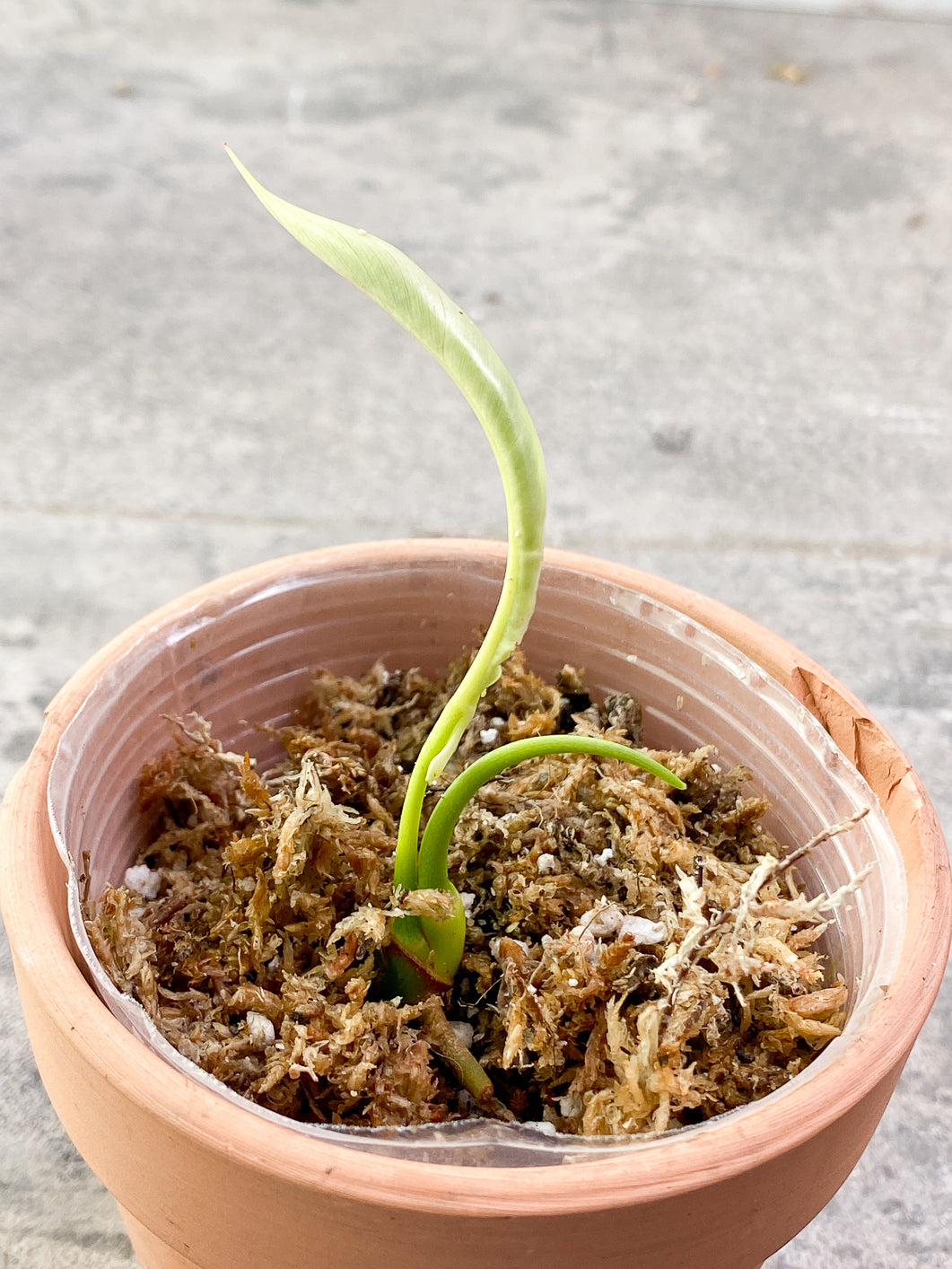 Philodendron Joepii 2 sprouts 1 bud rooting in moss