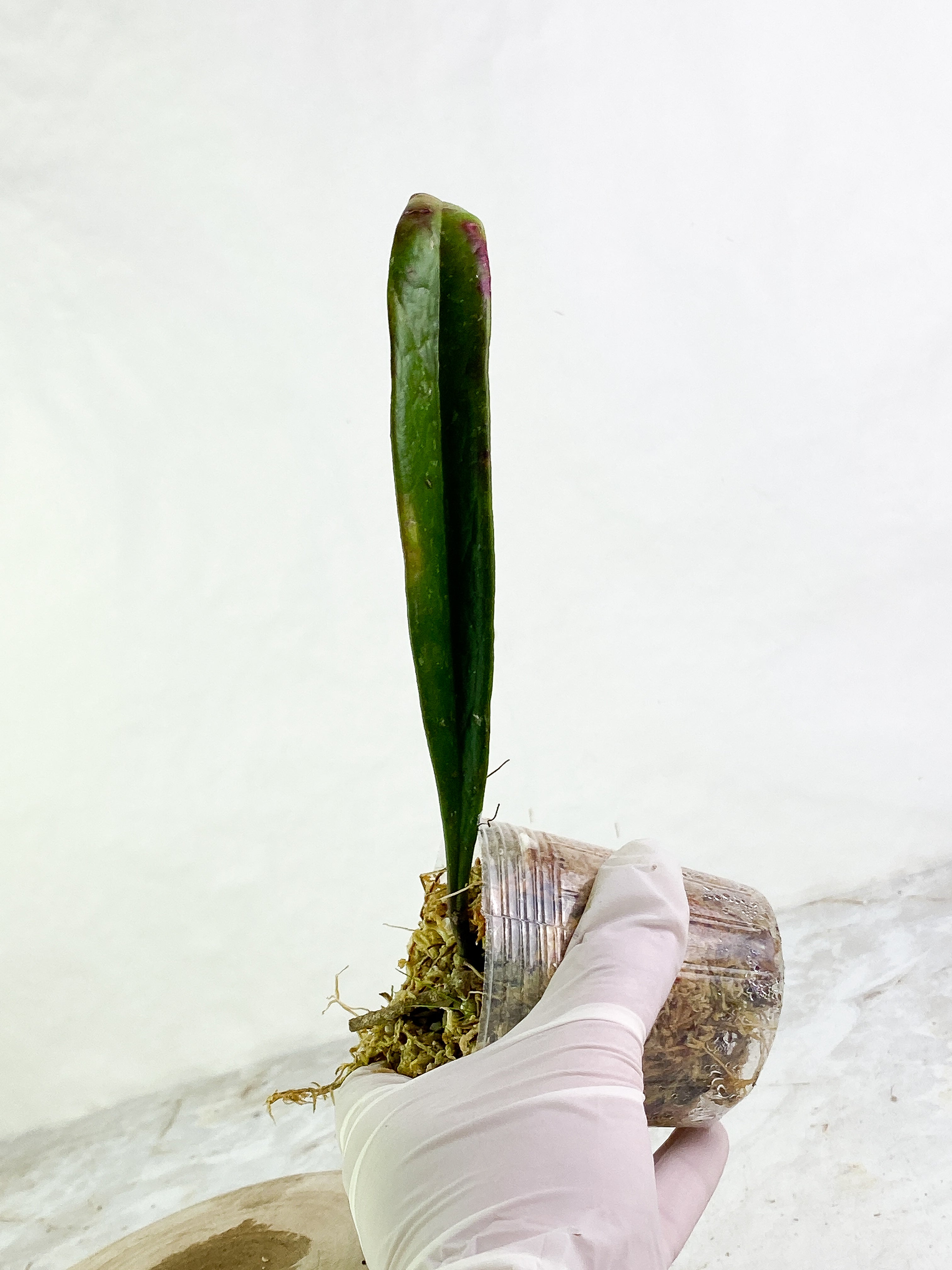 hoya sulawesiana  1 long leaf rooted