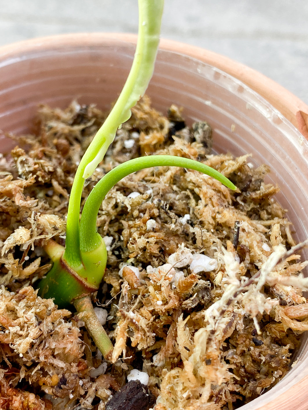 Philodendron Joepii 2 sprouts 1 bud rooting in moss