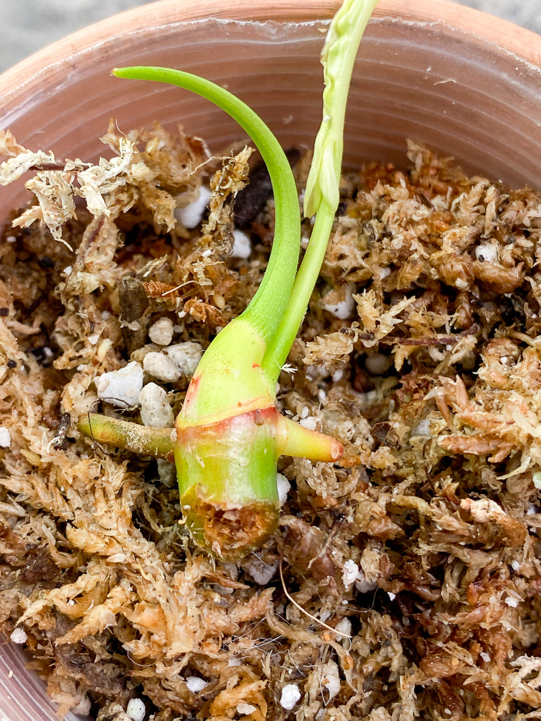 Philodendron Joepii 2 sprouts 1 bud rooting in moss