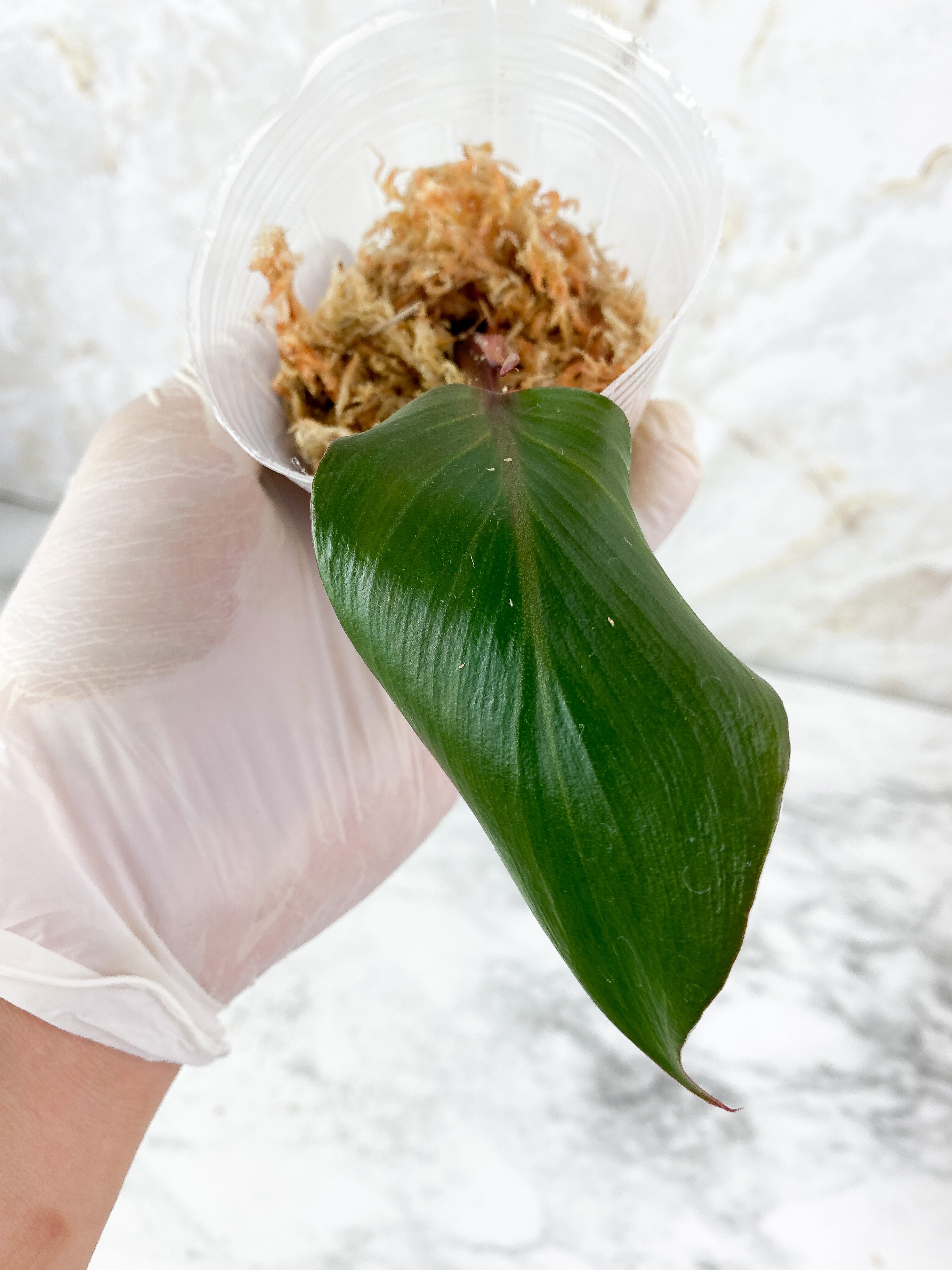 Philodendron White Knight Rooting top Cutting. 2 leaves