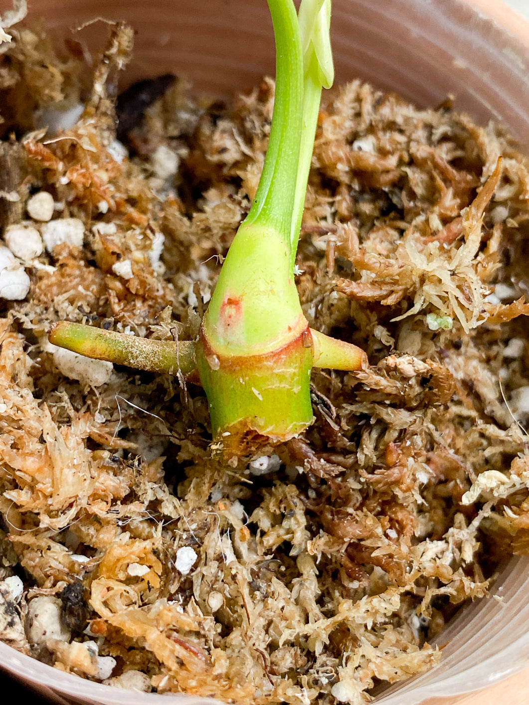 Philodendron Joepii 2 sprouts 1 bud rooting in moss