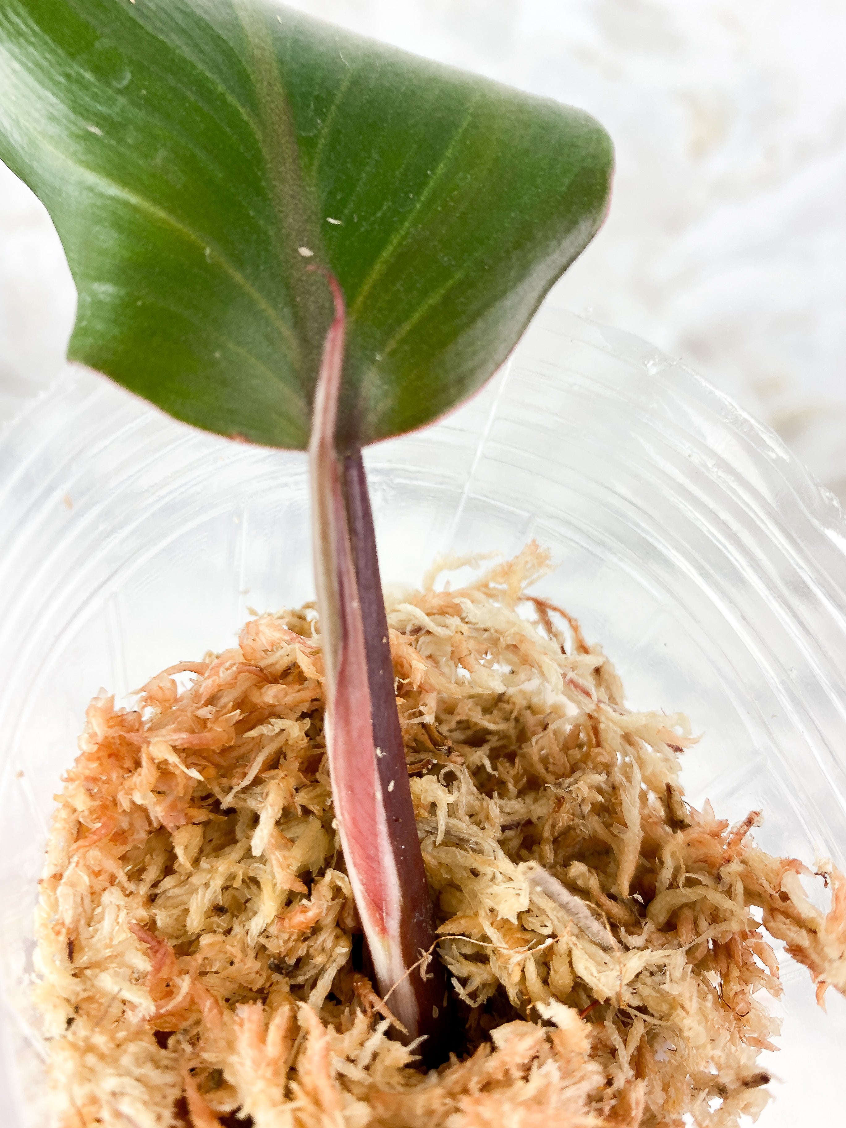 Philodendron White Knight Rooting top Cutting. 2 leaves