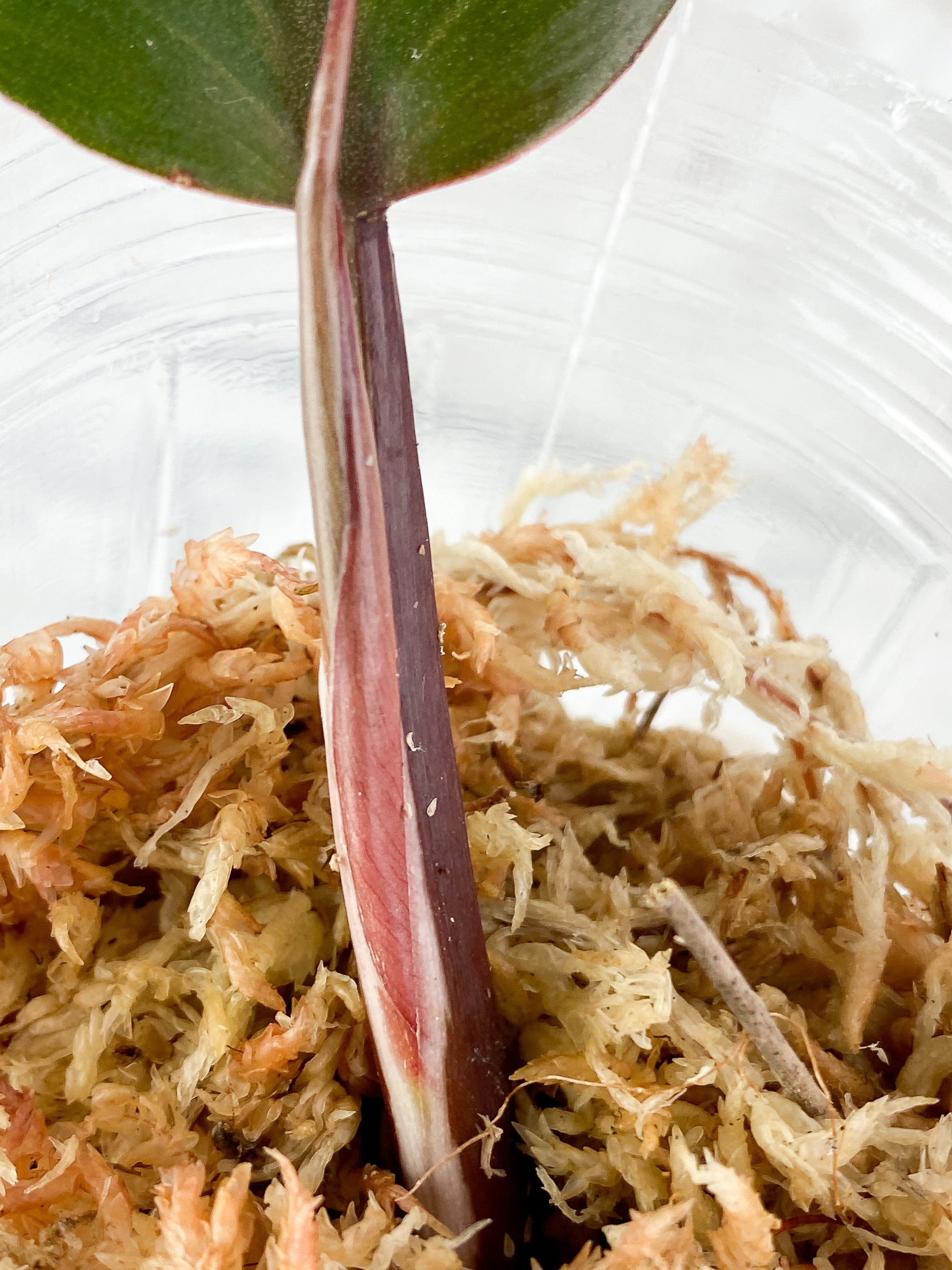 Philodendron White Knight Rooting top Cutting. 2 leaves