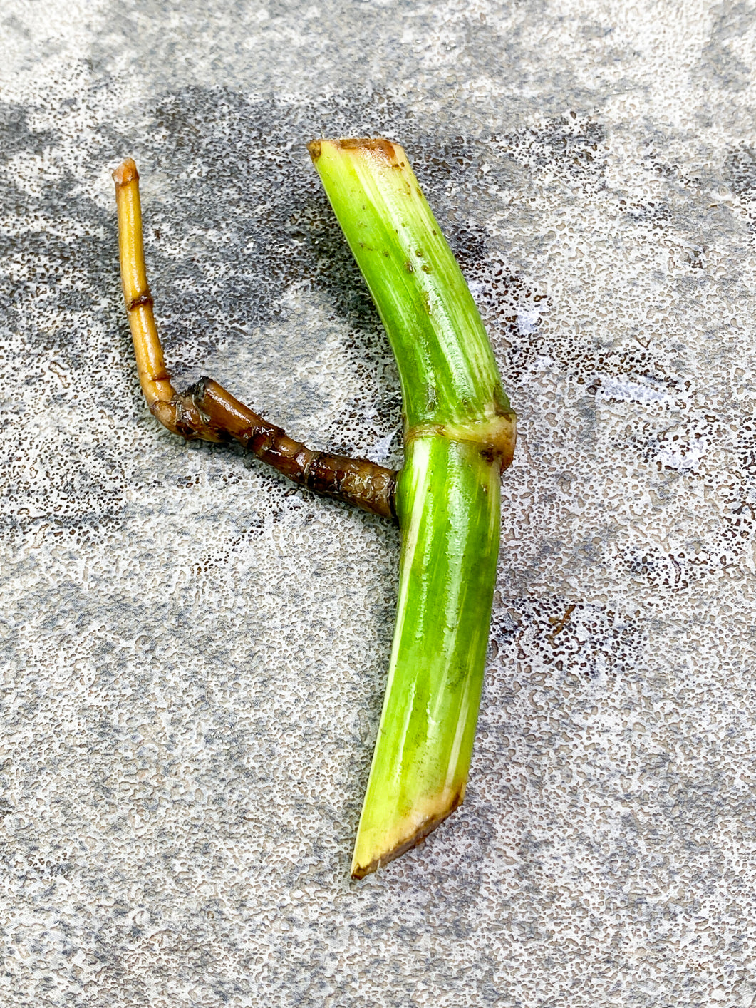 Monstera albo 1 bud rooting in water