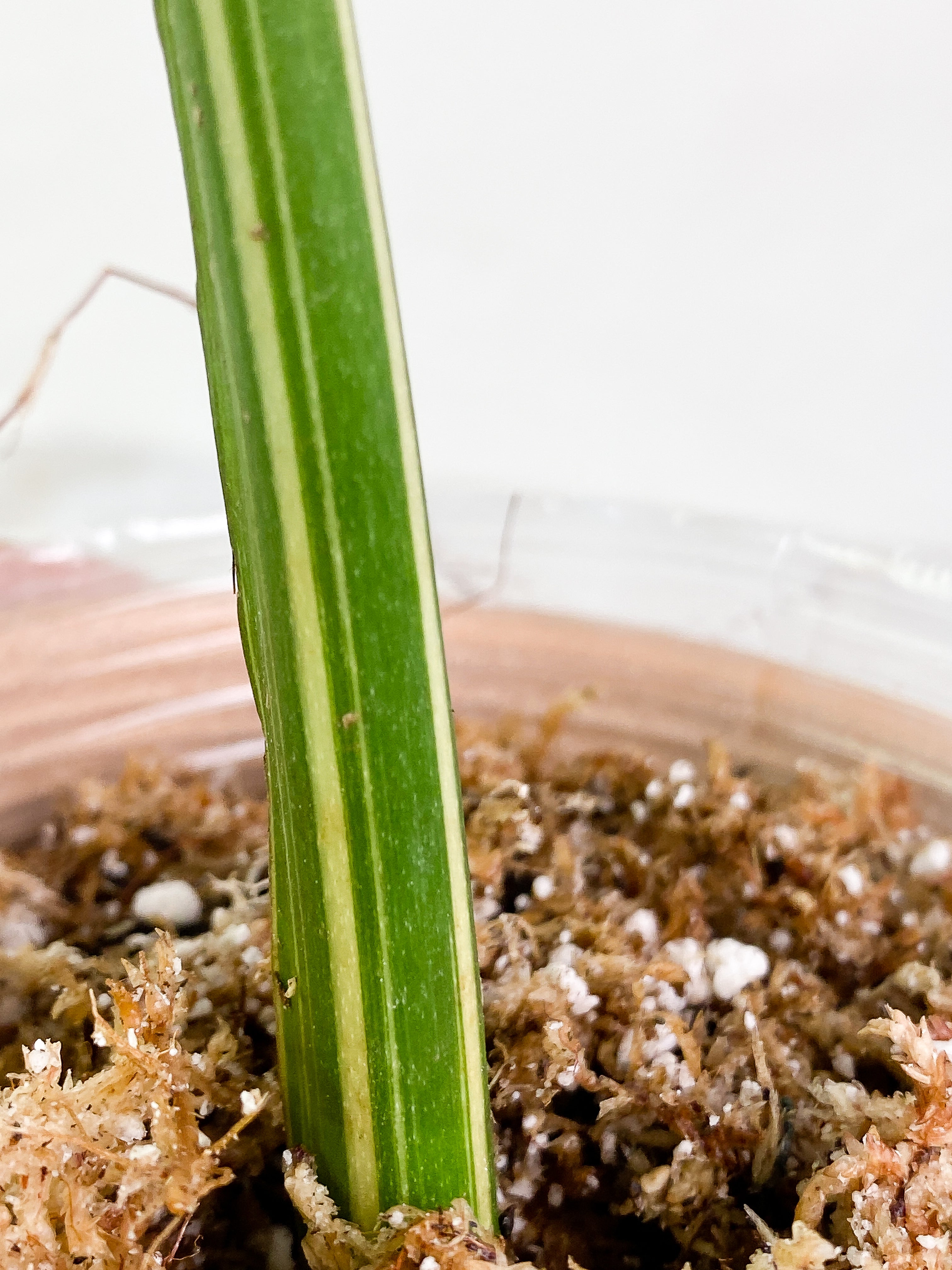 Monstera Thai Large 1 leaf Slightly Rooted