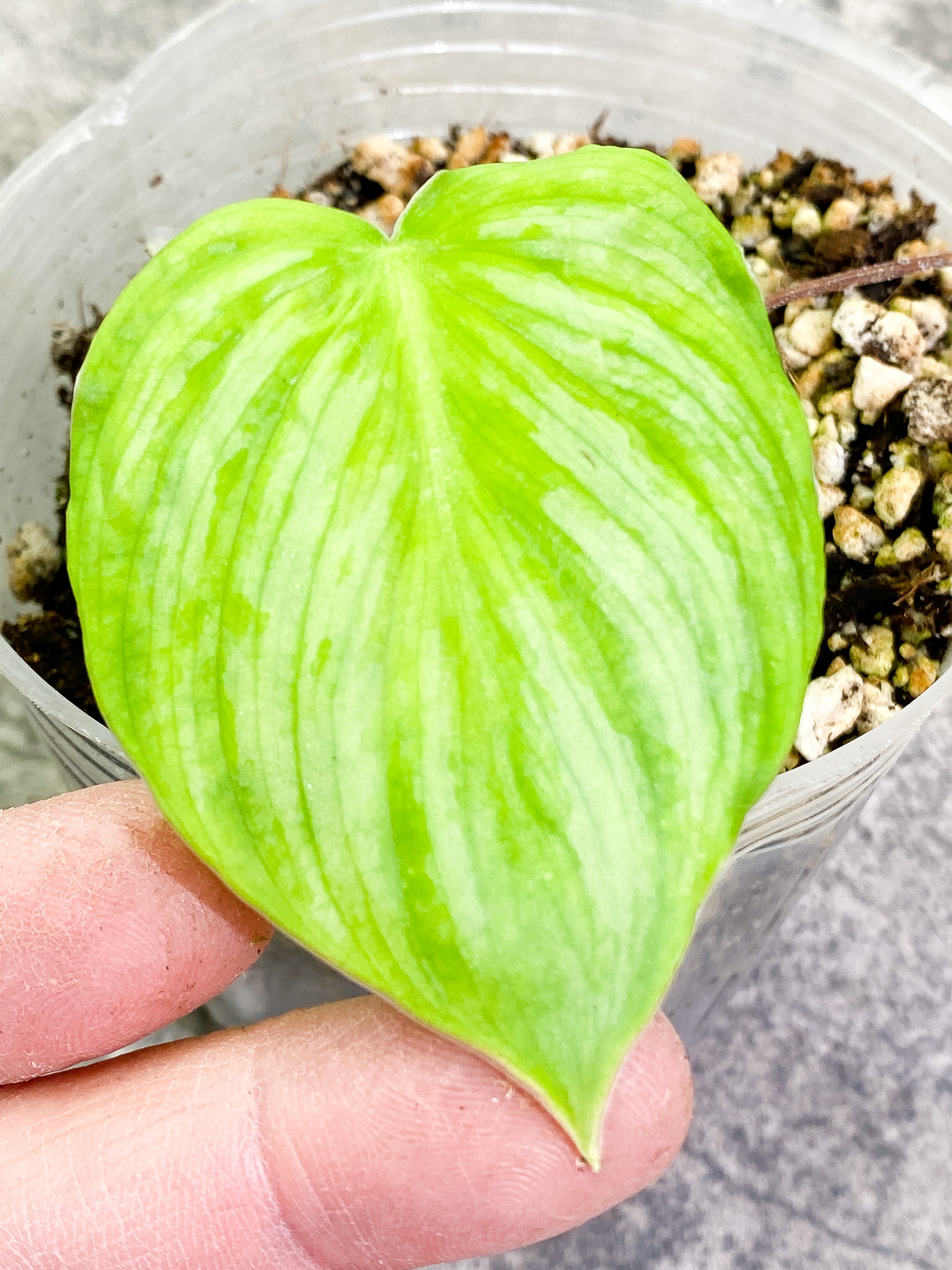 Philodendron Pastazanum Silver 1 leaf Rooted