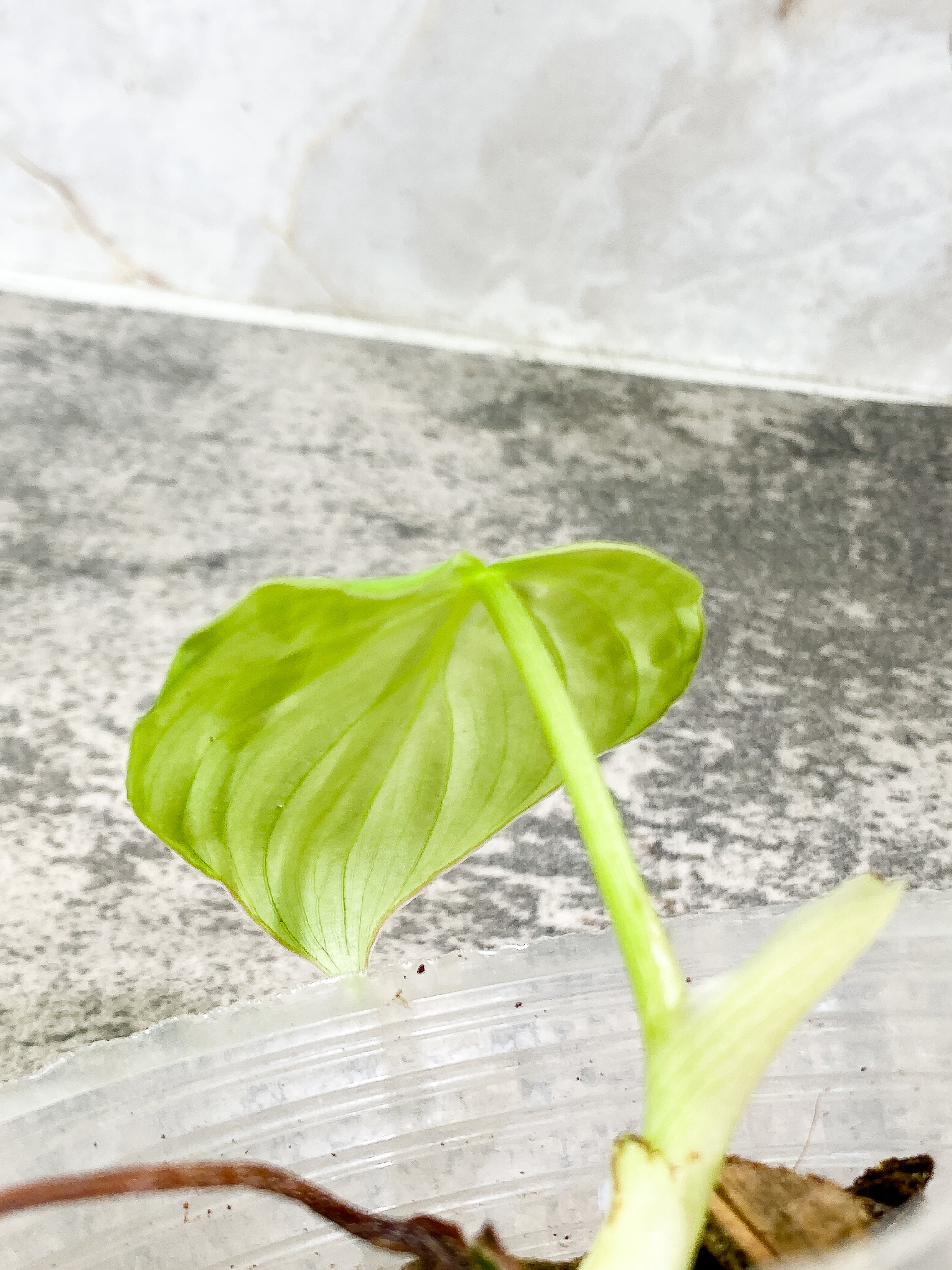 Philodendron Pastazanum Silver 1 leaf Rooted